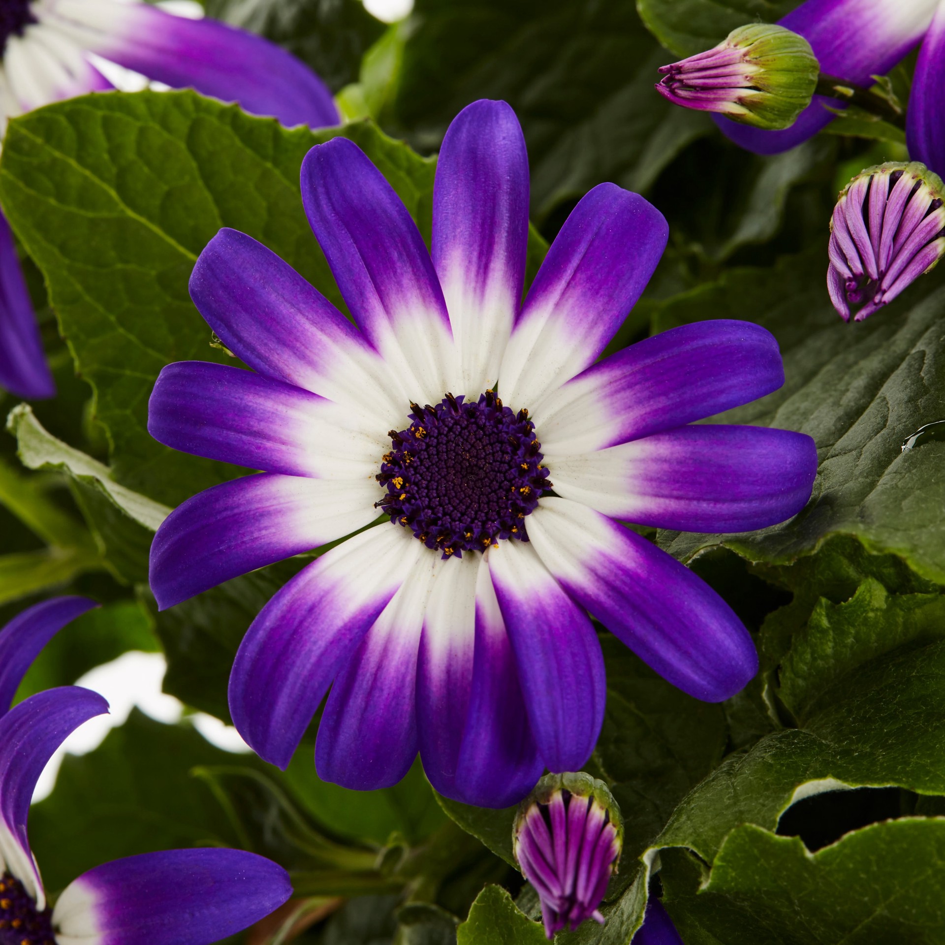 slide 2 of 2, Lowe's Multicolor Senetti#174 Pericallis in 1.5 Gallon(s) Planter, 1 ct