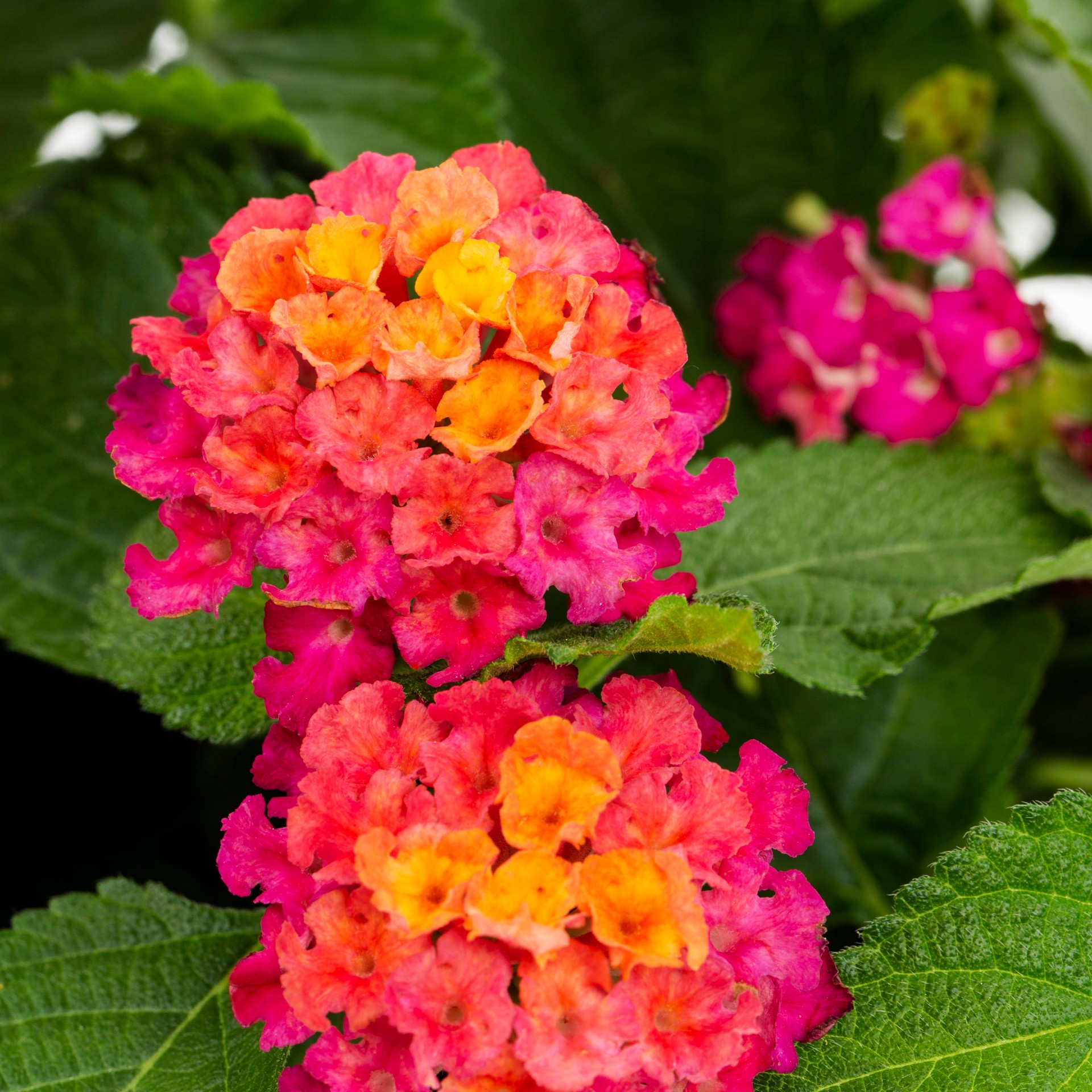 slide 2 of 5, Lowe's Multicolor Lantana in 1.5 Gallon(s) Pot 1 -Pack, 1 ct