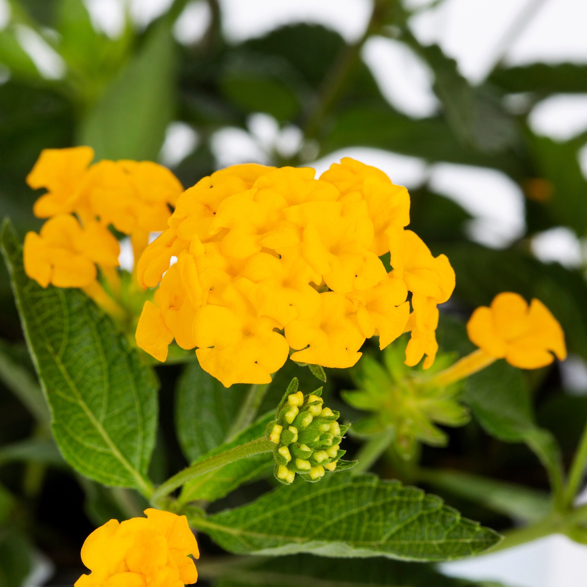 slide 2 of 5, Lowe's Multicolor Lantana in 1.5 Gallon(s) Pot 1 -Pack, 1 ct