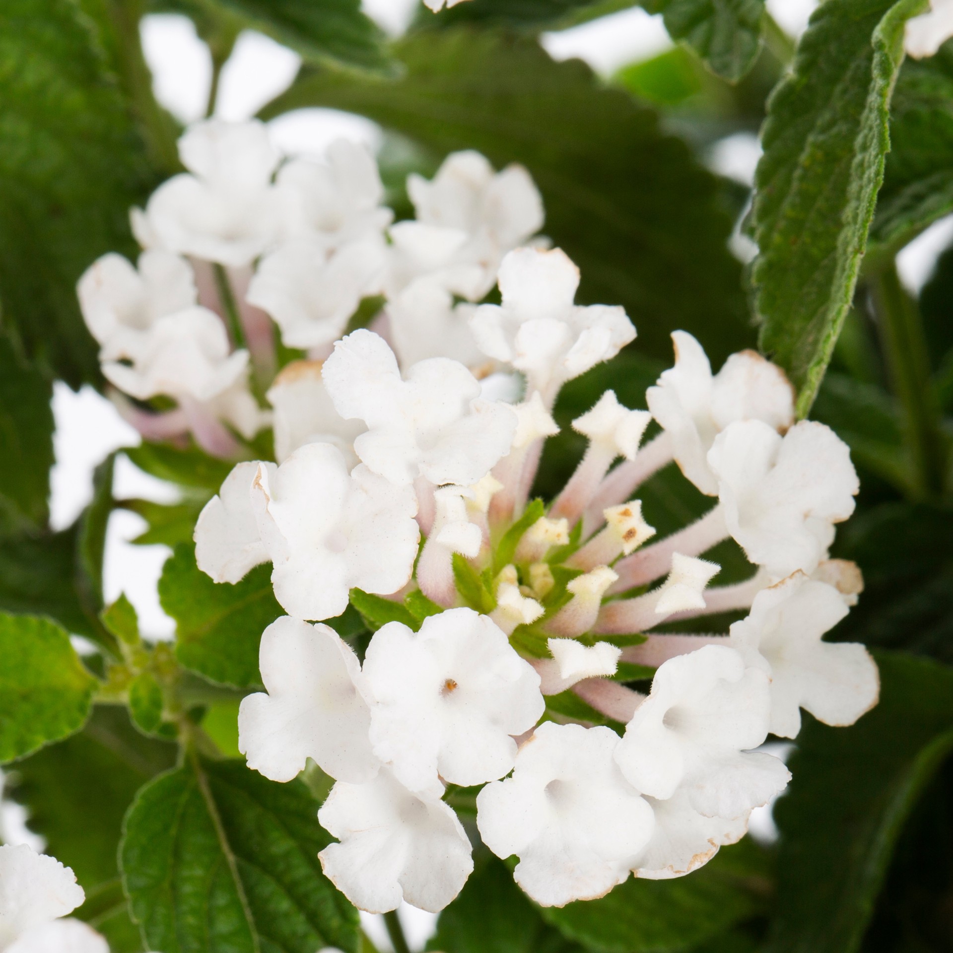 slide 3 of 5, Lowe's Multicolor Lantana in 1.5 Gallon(s) Pot 1 -Pack, 1 ct