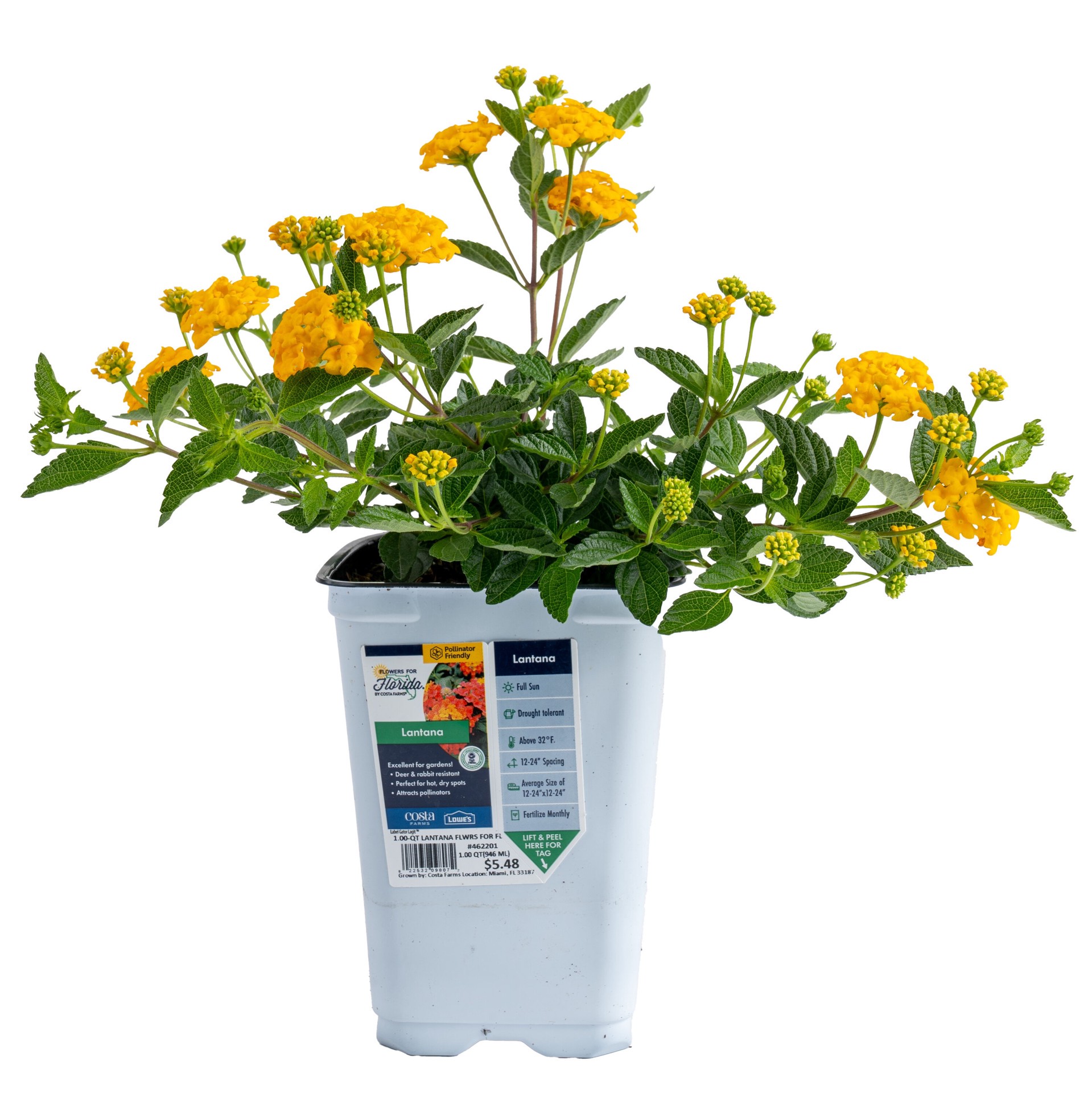 slide 1 of 5, Lowe's Multicolor Lantana in 1.5 Gallon(s) Pot 1 -Pack, 1 ct
