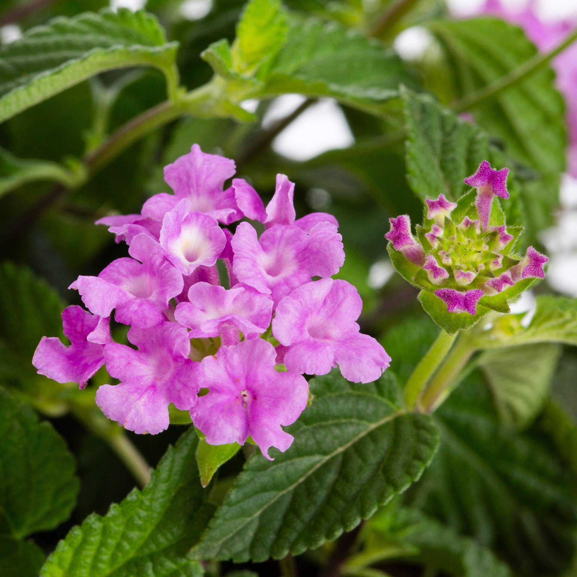 slide 4 of 5, Lowe's Multicolor Lantana in 1.5 Gallon(s) Pot 1 -Pack, 1 ct