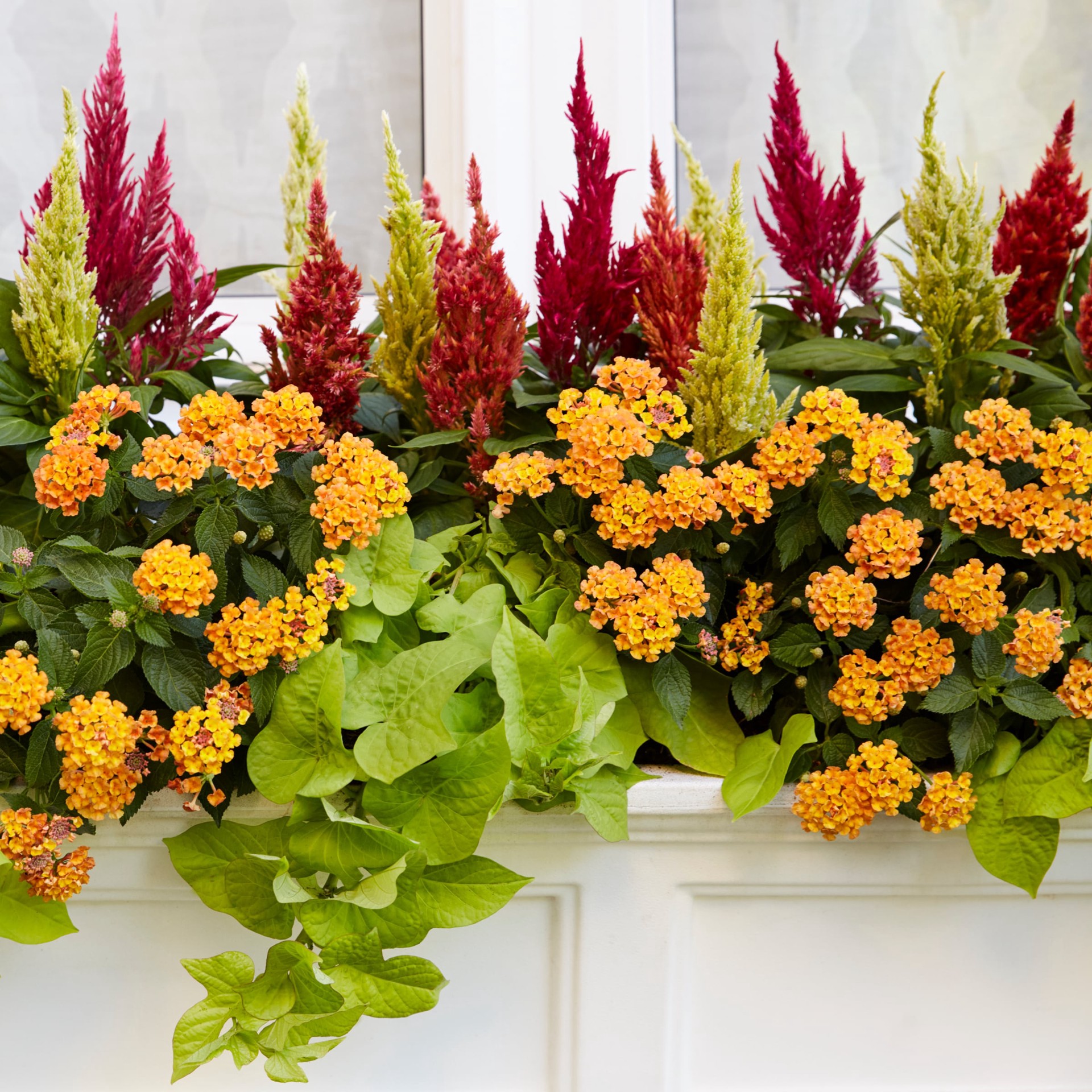 slide 5 of 5, Lowe's Multicolor Lantana in 1.5 Gallon(s) Pot 1 -Pack, 1 ct