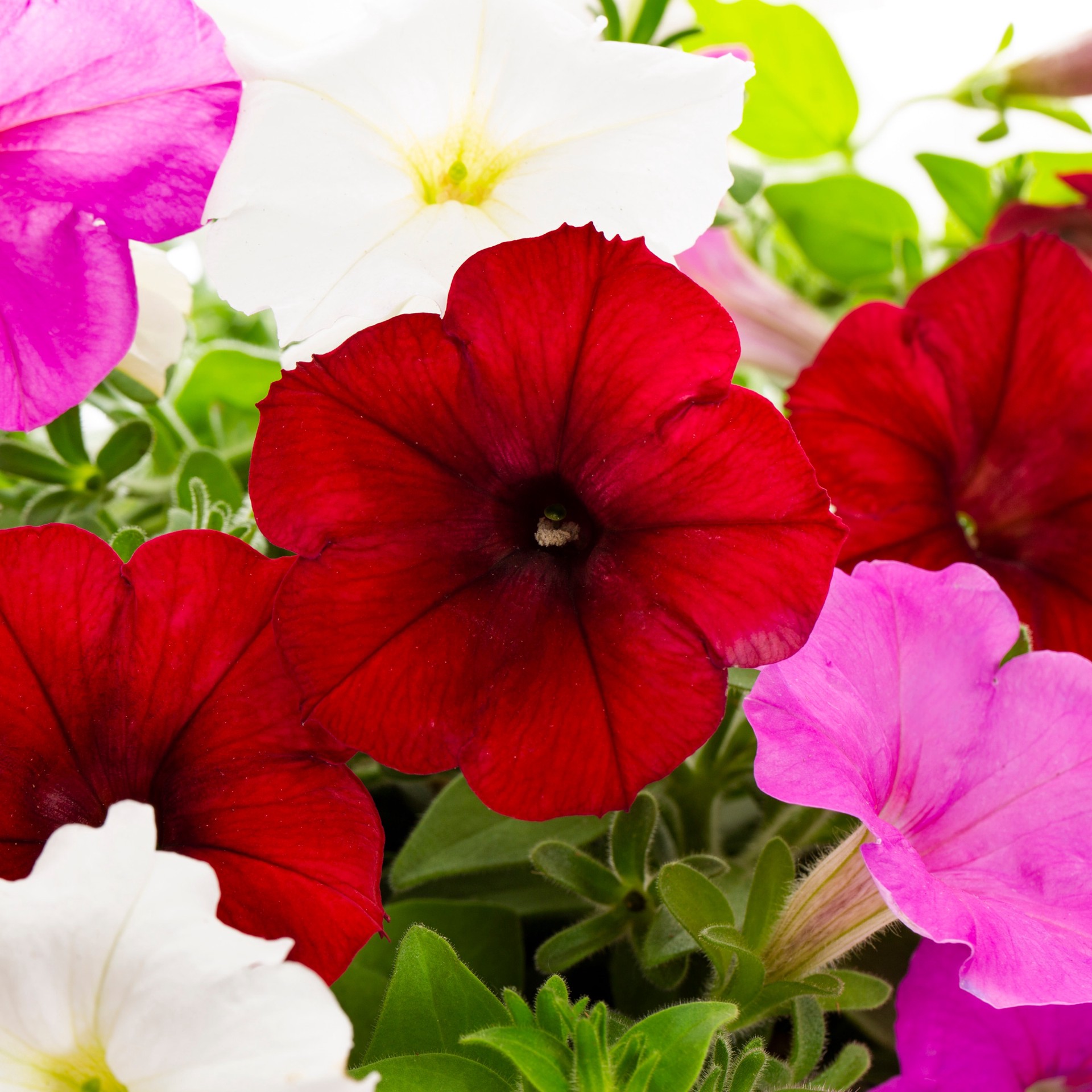 slide 2 of 5, Lowe's Multicolor Petunia in 1.5 Gallon(s) Hanging basket 1 -Pack, 1 ct