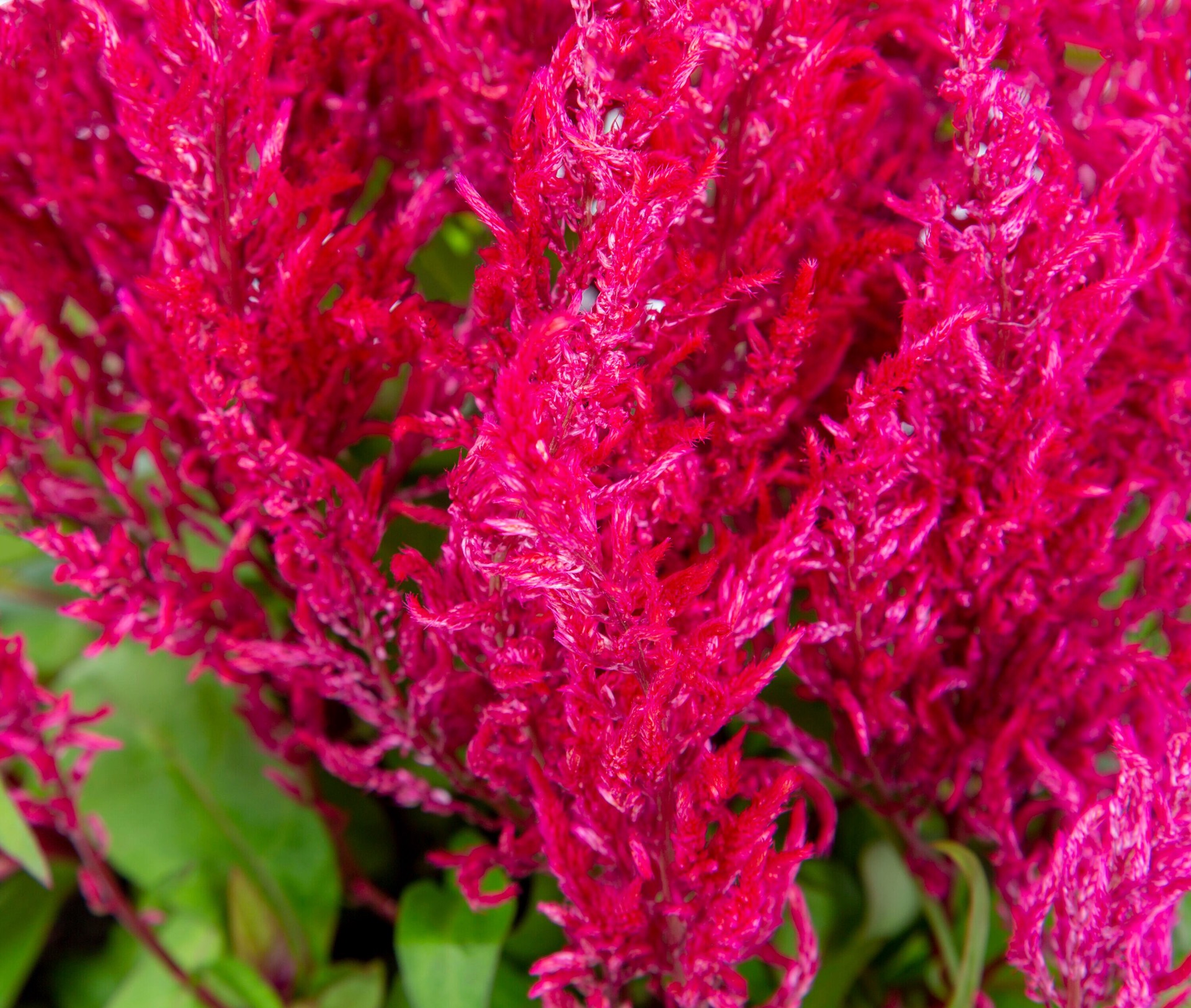 slide 2 of 3, Lowe's Multicolor Celosia in 3-Gallon Planter, 1 ct