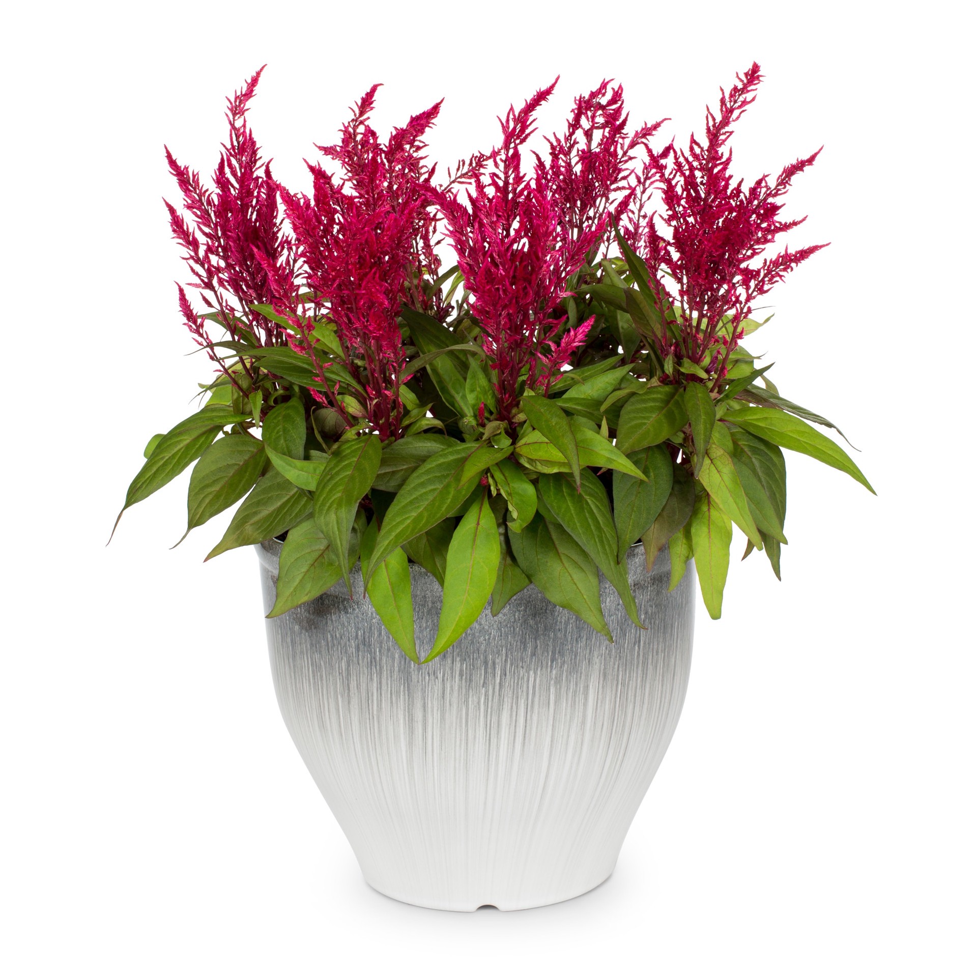 slide 3 of 3, Lowe's Multicolor Celosia in 3-Gallon Planter, 1 ct