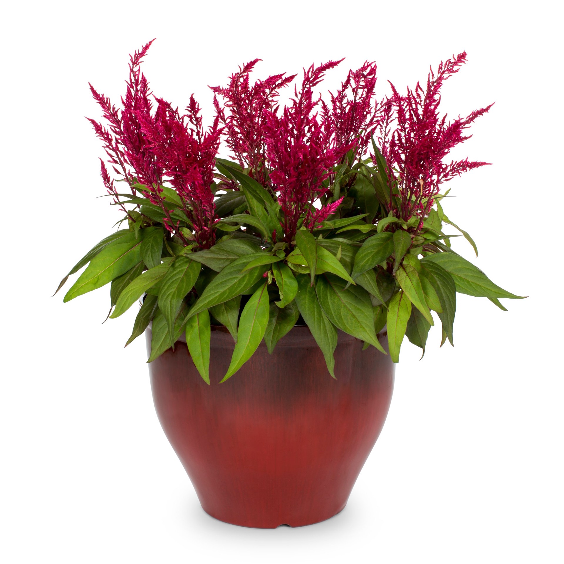 slide 1 of 3, Lowe's Multicolor Celosia in 3-Gallon Planter, 1 ct