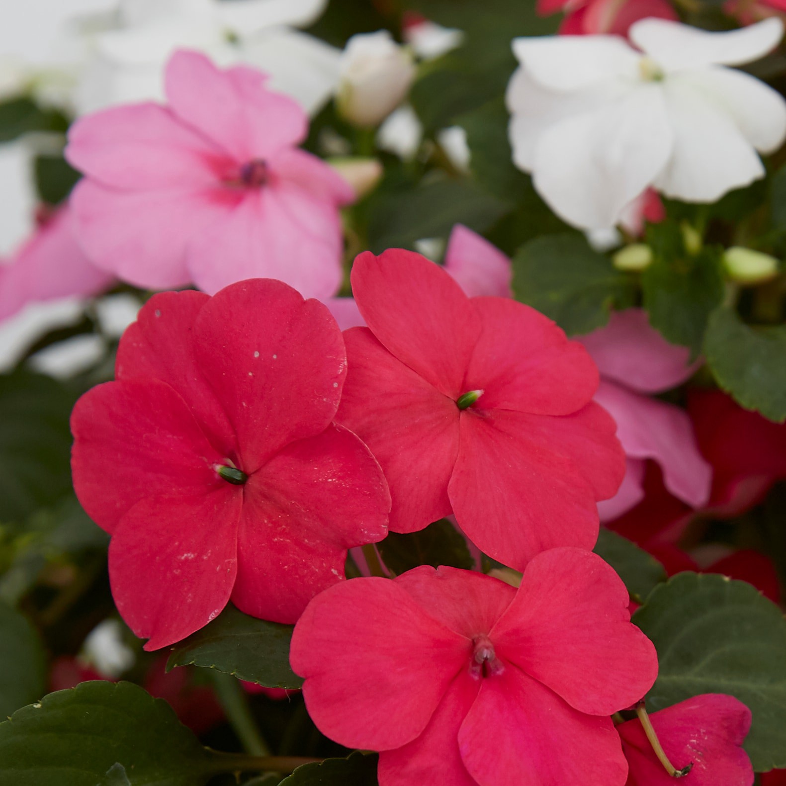 slide 3 of 5, Lowe's Multicolor New Guinea Impatiens in 1.5 Gallon(s) Hanging basket, 1 ct