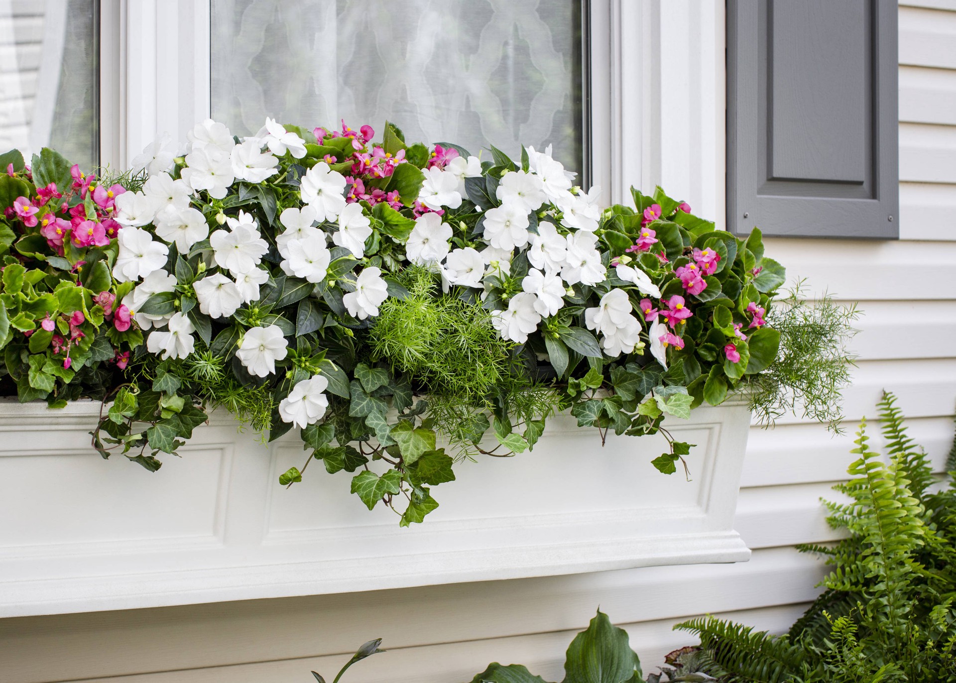 slide 5 of 5, Lowe's Multicolor New Guinea Impatiens in 1.5 Gallon(s) Hanging basket, 1 ct