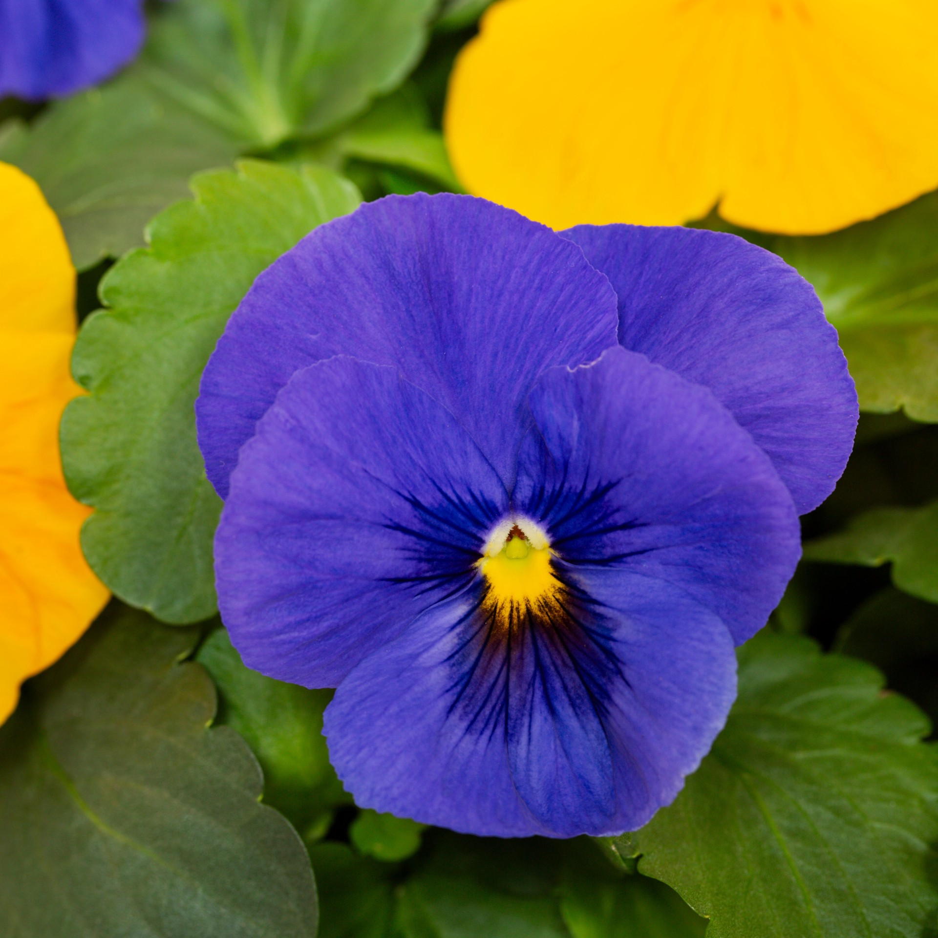 slide 2 of 4, Lowe's Multicolor Pansy in 1-Pint Pot, 1 ct