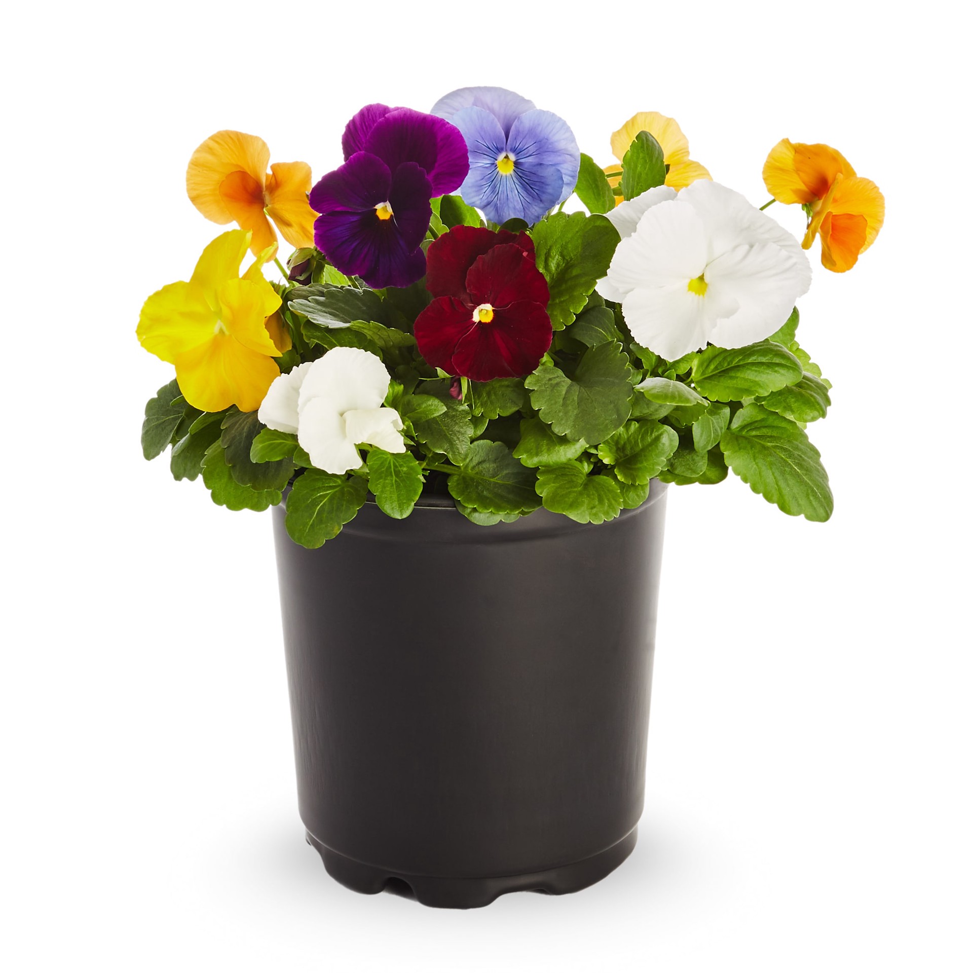 slide 1 of 4, Lowe's Multicolor Pansy in 1-Pint Pot, 1 ct
