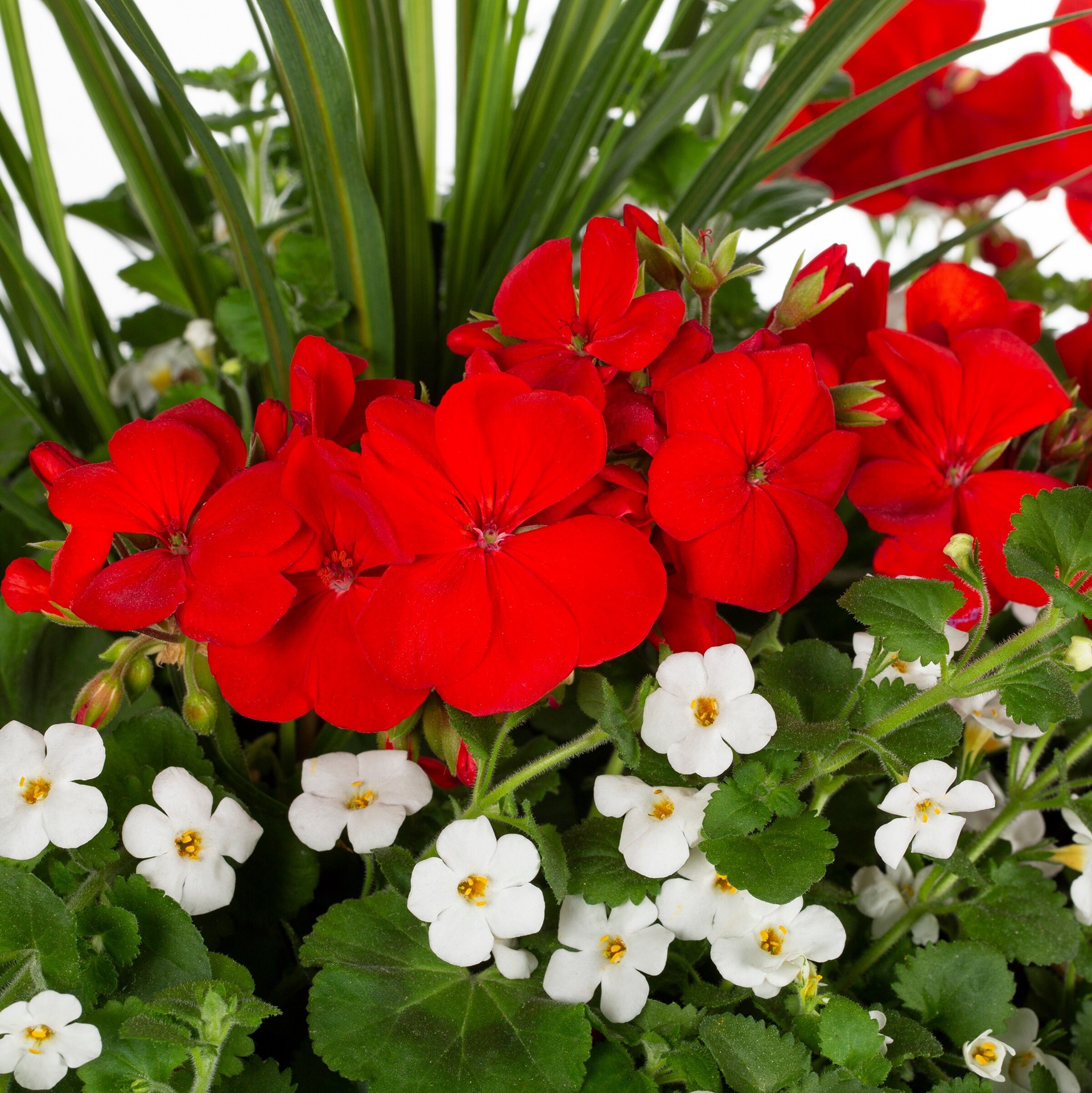 slide 3 of 3, Lowe's Multicolor Mixed Annuals Combinations in 5.5-Gallon Planter, 1 ct