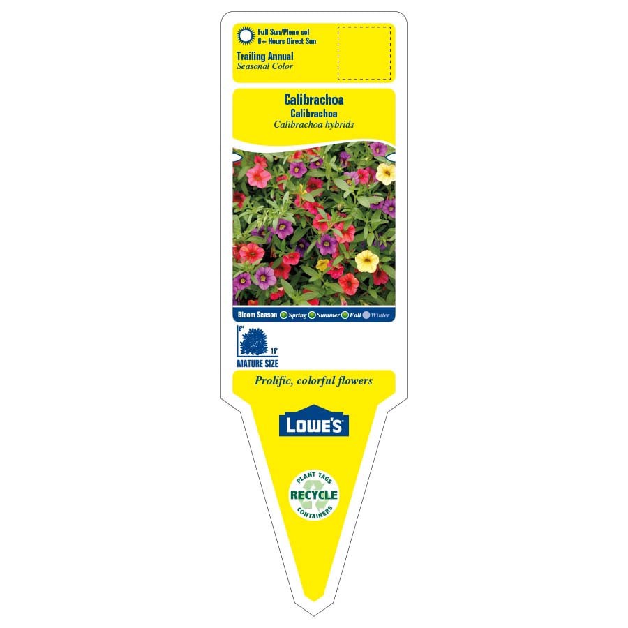 slide 2 of 4, Lowe's Multicolor Calibrachoa in 2 Gallon(s) Hanging basket 1 -Pack, 1 ct