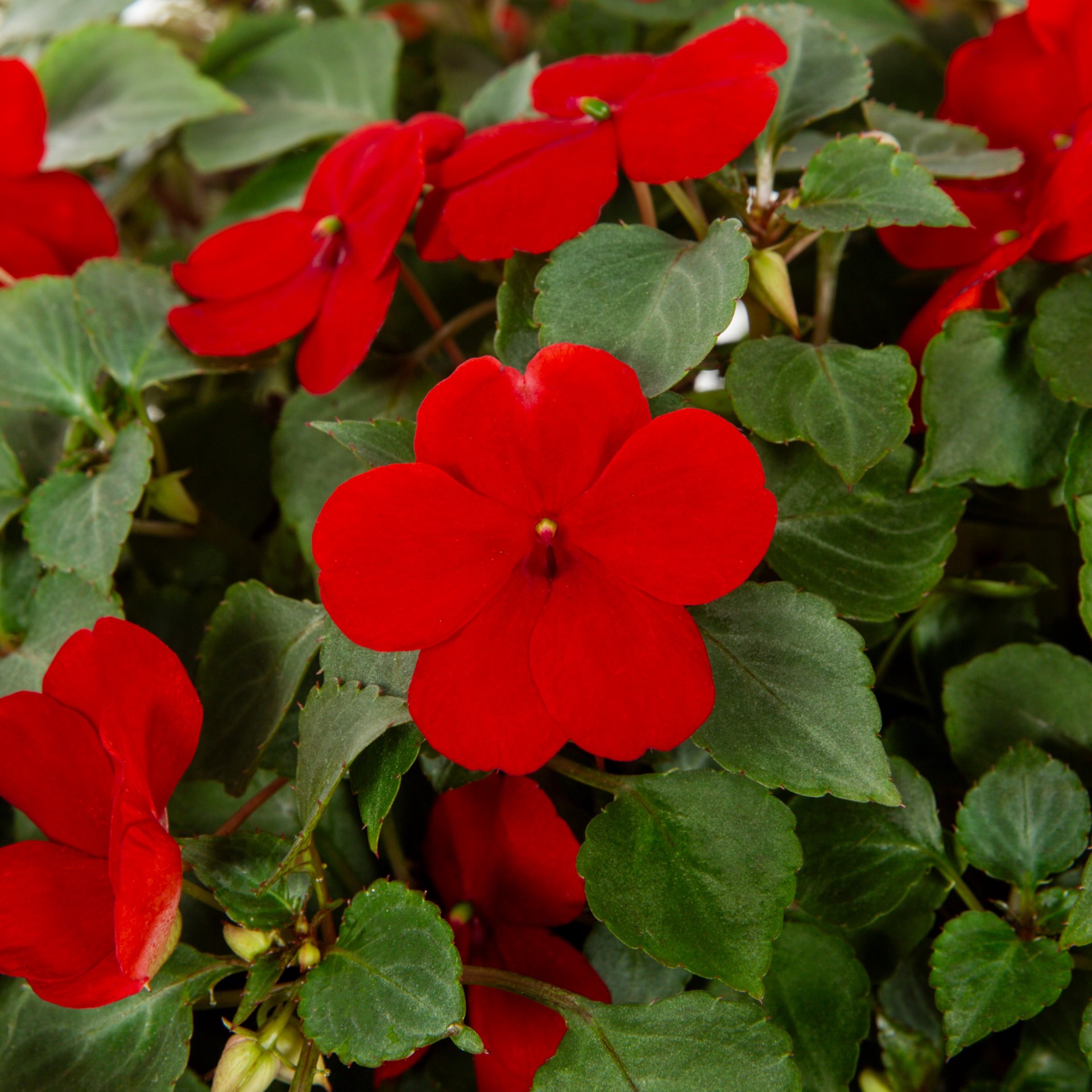 slide 2 of 5, Lowe's Multicolor Impatiens in 1.5 Gallon(s) Hanging basket 1 -Pack, 1 ct