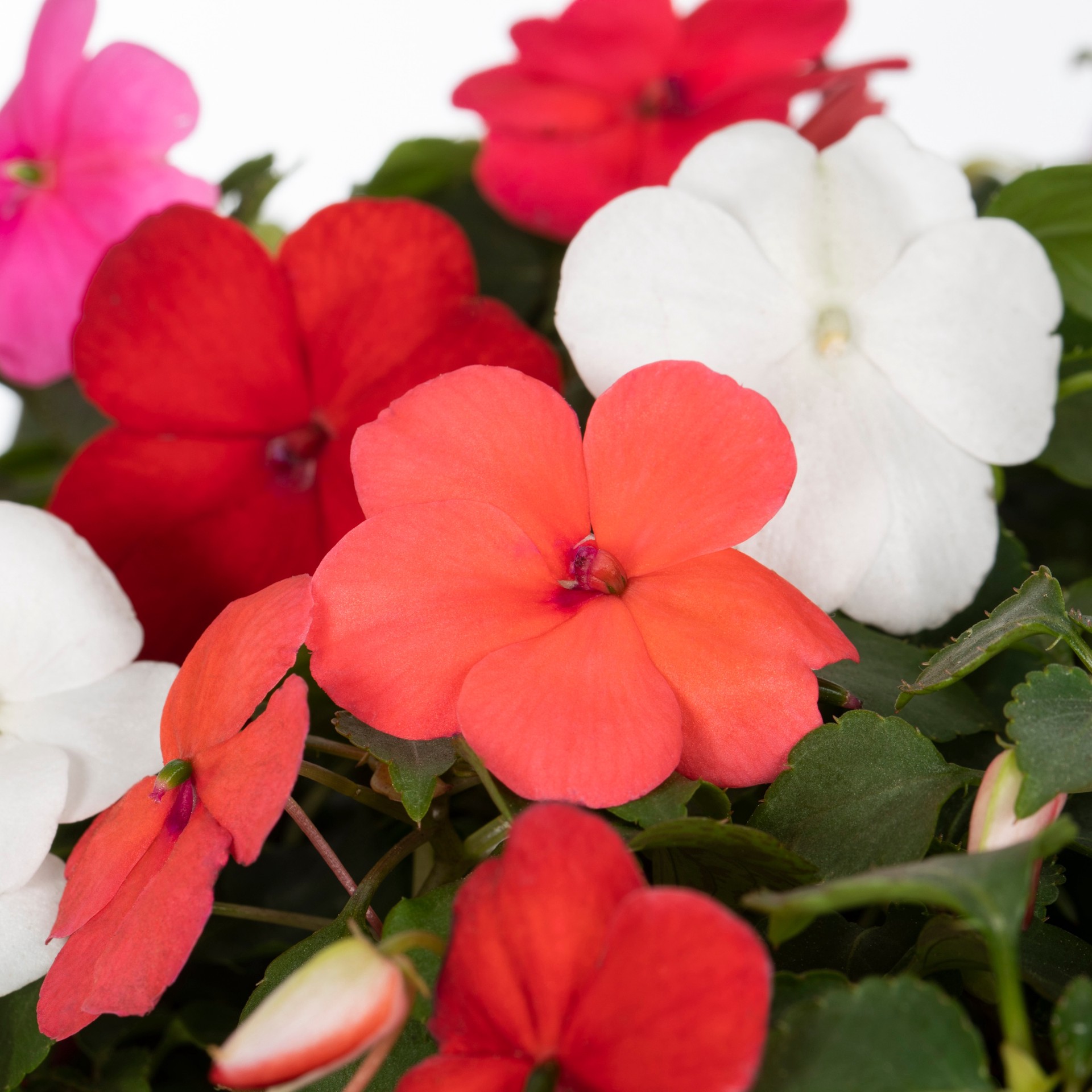 slide 4 of 5, Lowe's Multicolor Impatiens in 1.5 Gallon(s) Hanging basket 1 -Pack, 1 ct