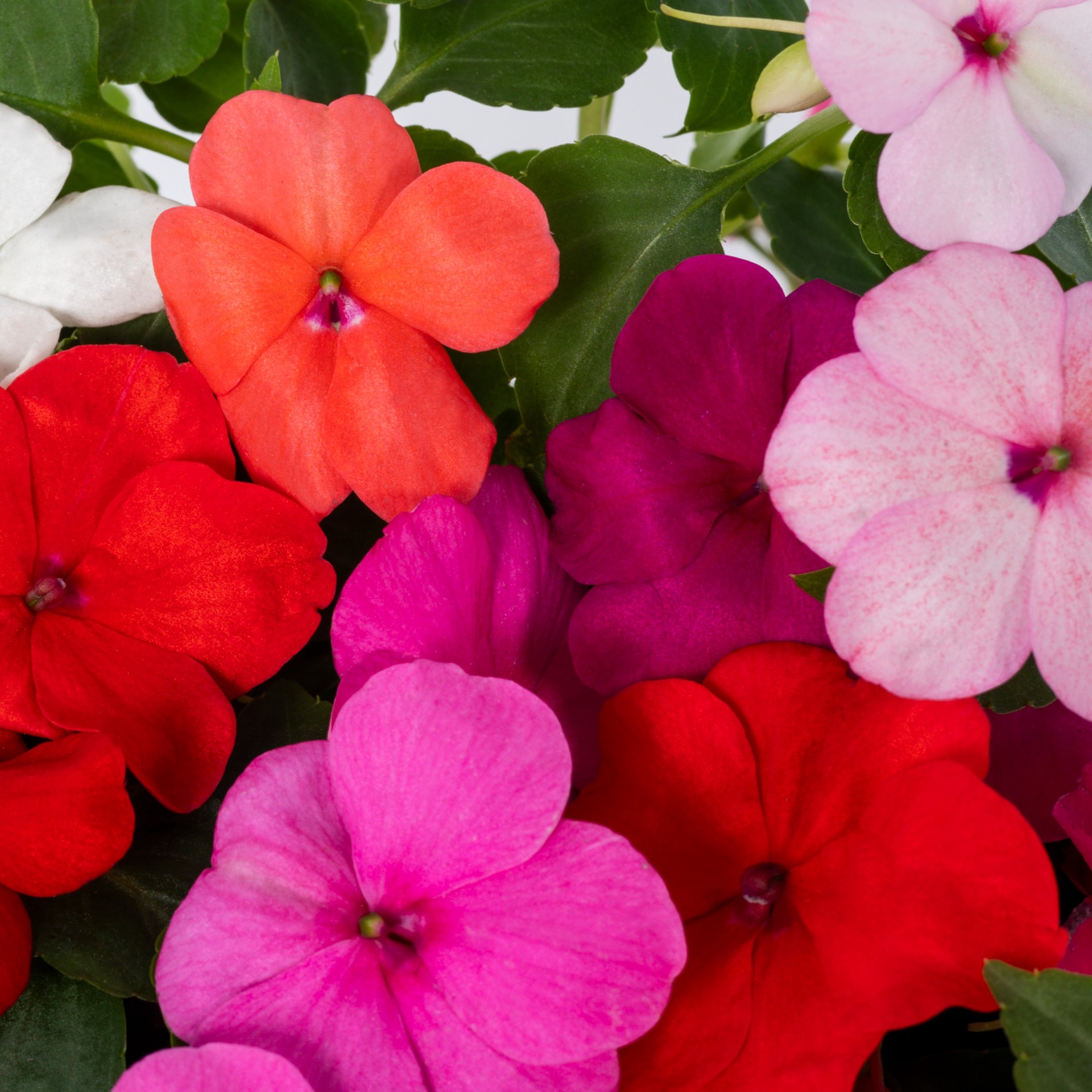 slide 5 of 5, Lowe's Multicolor Impatiens in 1.5 Gallon(s) Hanging basket 1 -Pack, 1 ct