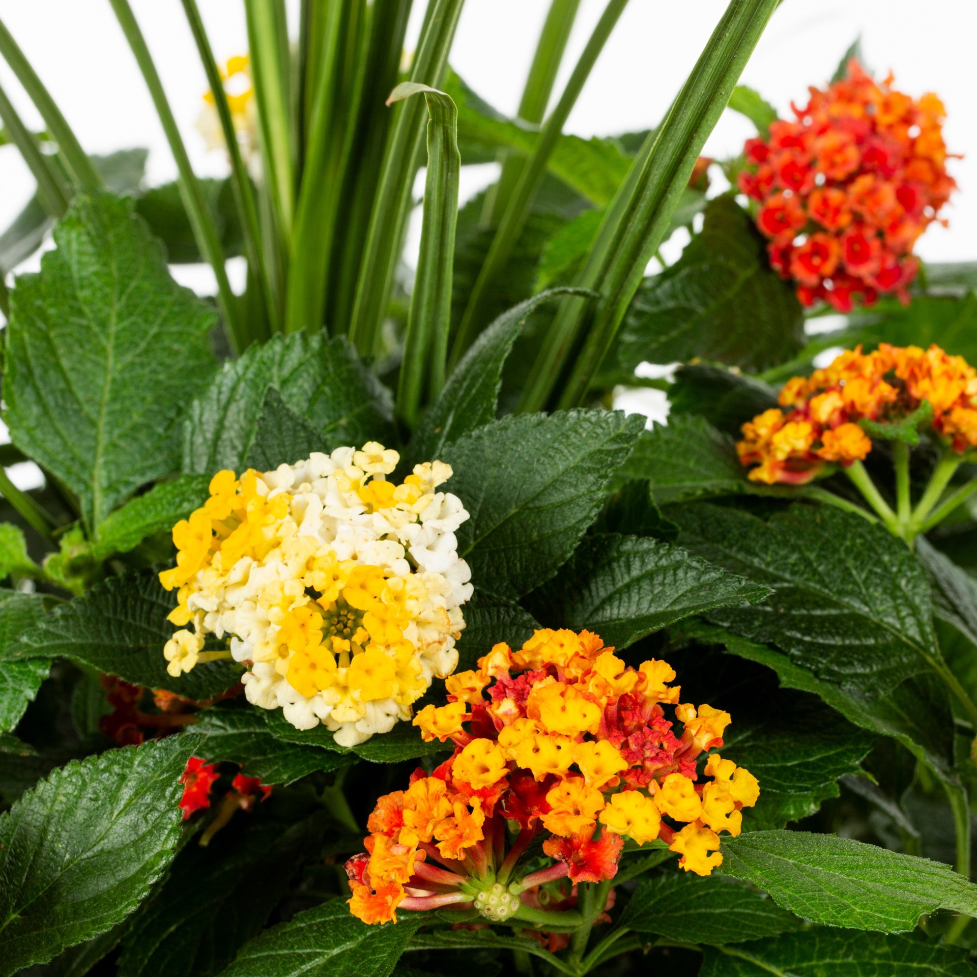 slide 2 of 2, Lowe's Multicolor Bandana Lemon Squeeze Mix in 1.5-Gallon Pot, 1 ct