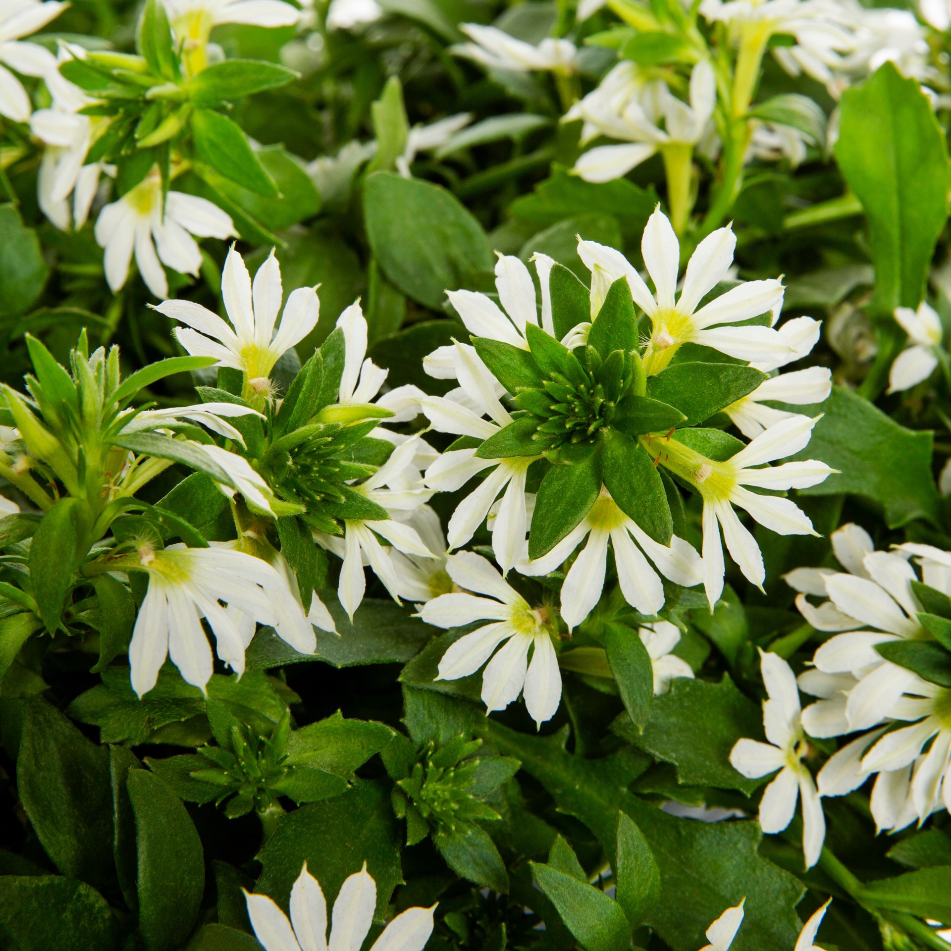 slide 2 of 4, Lowe's Multicolor Scaevola in 2 Quart(s) Pot 1 -Pack, 1 ct