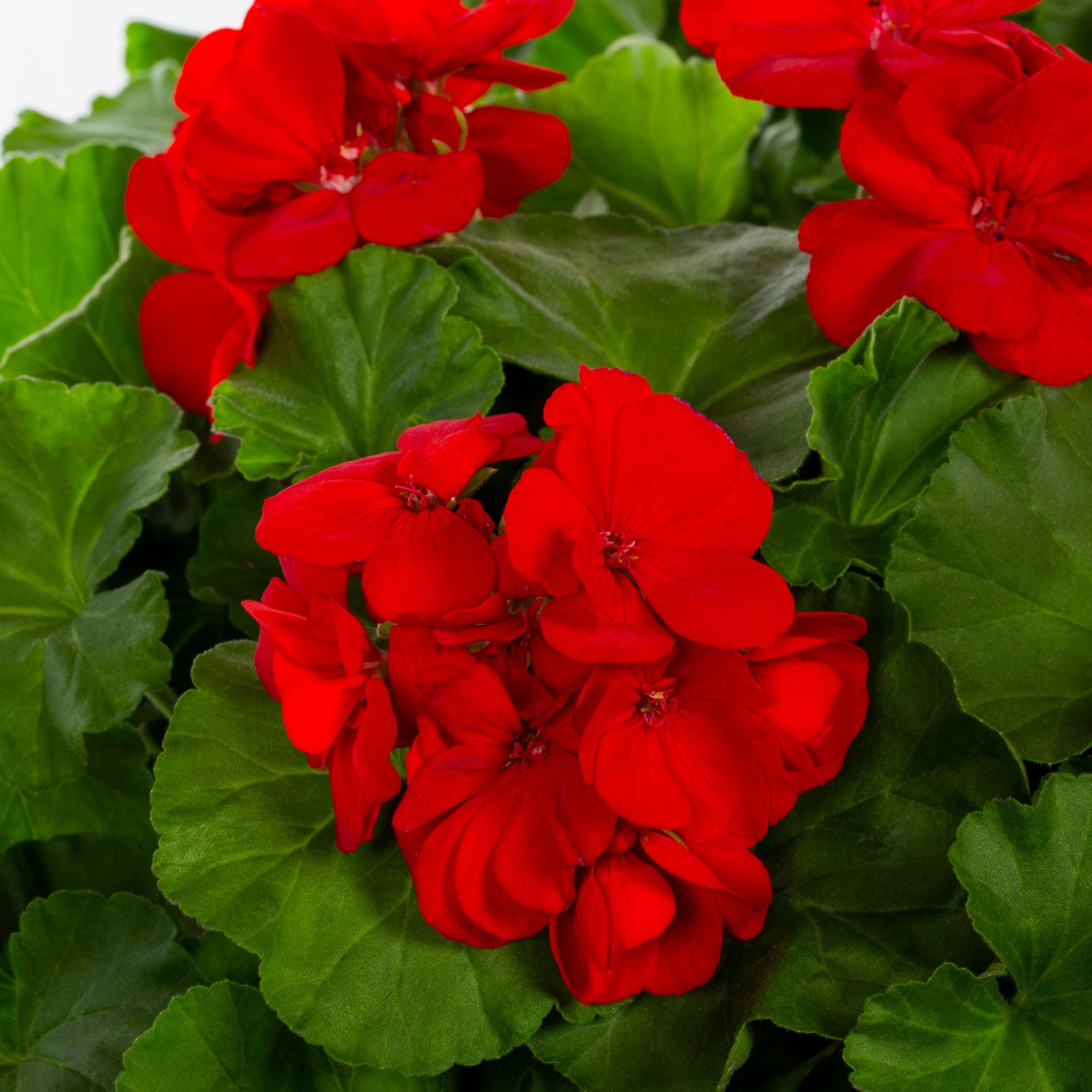 slide 2 of 6, Lowe's Multicolor Geranium in 1.5 Gallon(s) Hanging basket, 1 ct