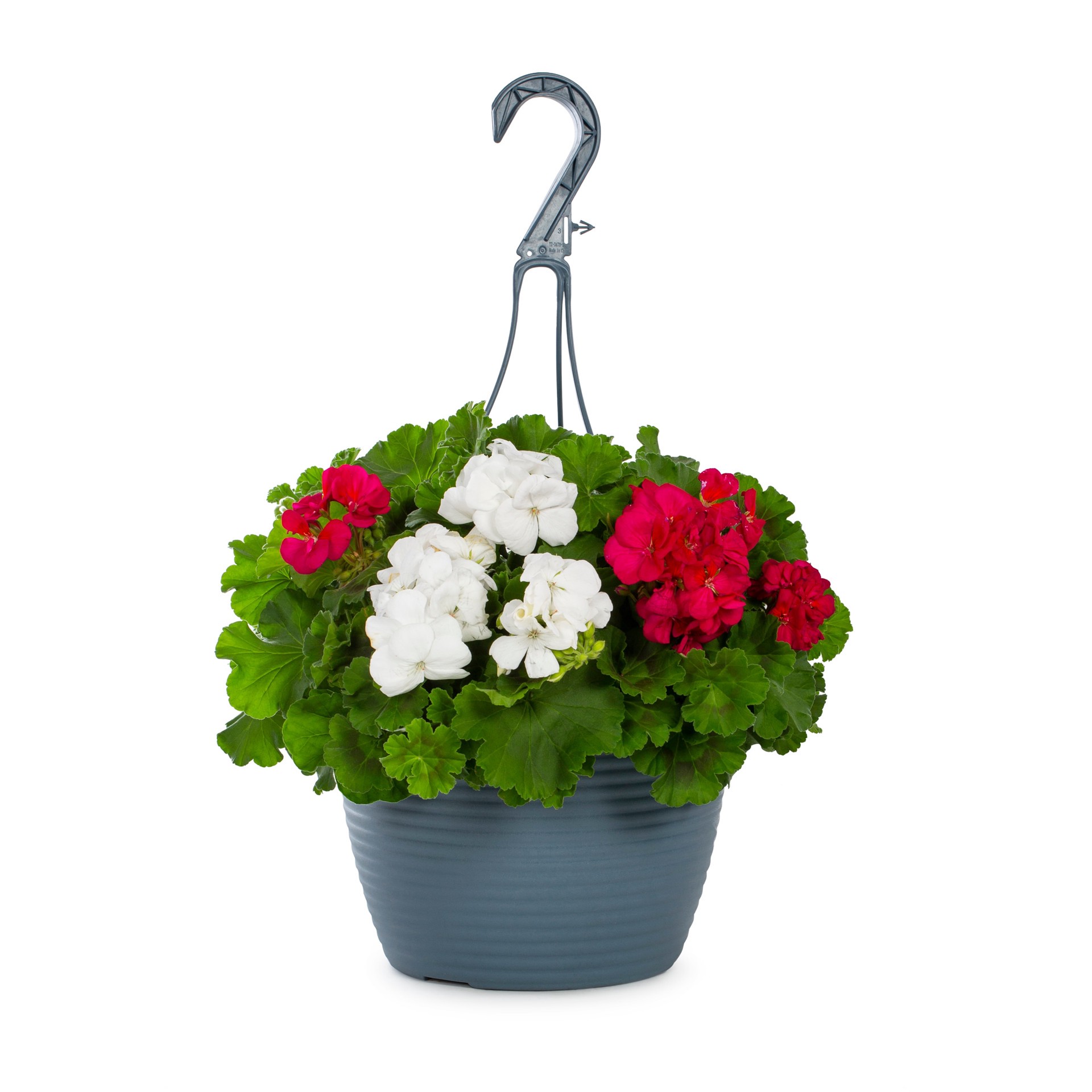 slide 3 of 6, Lowe's Multicolor Geranium in 1.5 Gallon(s) Hanging basket, 1 ct