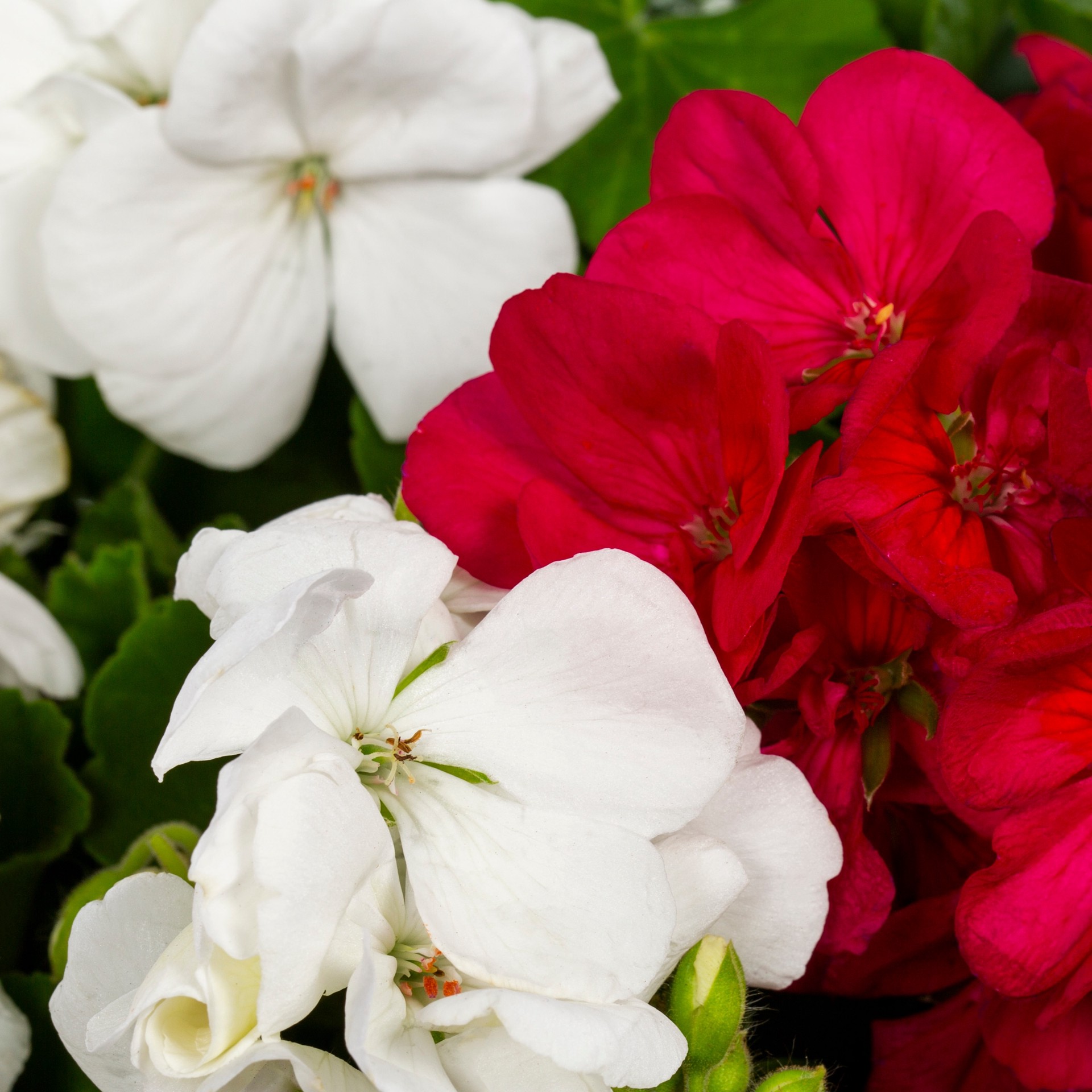 slide 4 of 6, Lowe's Multicolor Geranium in 1.5 Gallon(s) Hanging basket, 1 ct