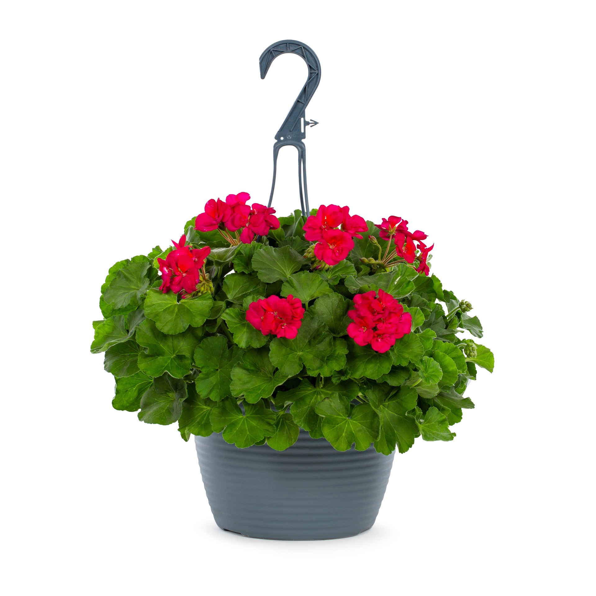 slide 5 of 6, Lowe's Multicolor Geranium in 1.5 Gallon(s) Hanging basket, 1 ct