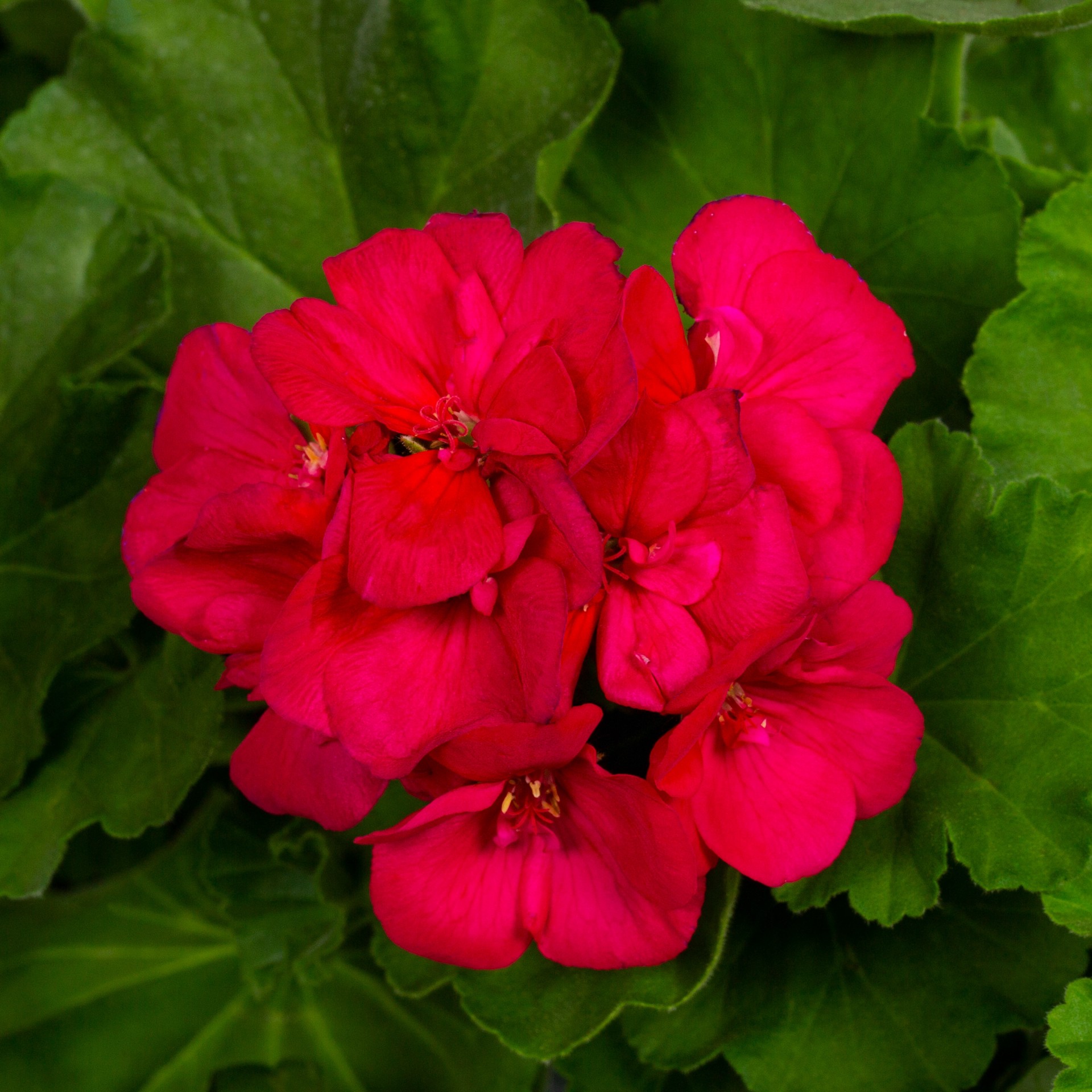 slide 6 of 6, Lowe's Multicolor Geranium in 1.5 Gallon(s) Hanging basket, 1 ct