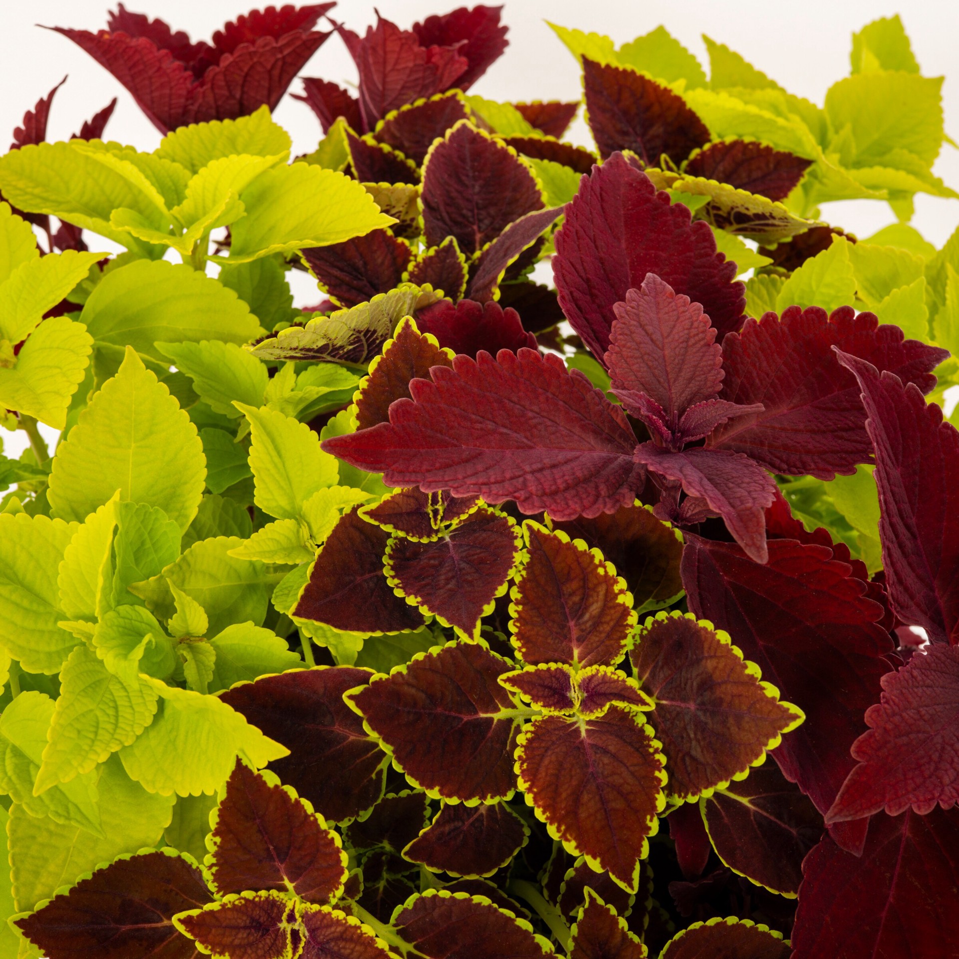 slide 2 of 4, Lowe's Multicolor Coleus in 1.75 Gallon(s) Planter 1 -Pack, 1 ct