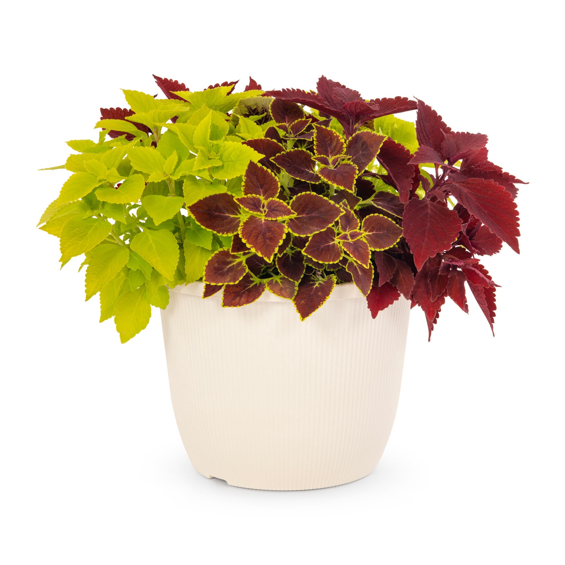 slide 1 of 4, Lowe's Multicolor Coleus in 1.75 Gallon(s) Planter 1 -Pack, 1 ct