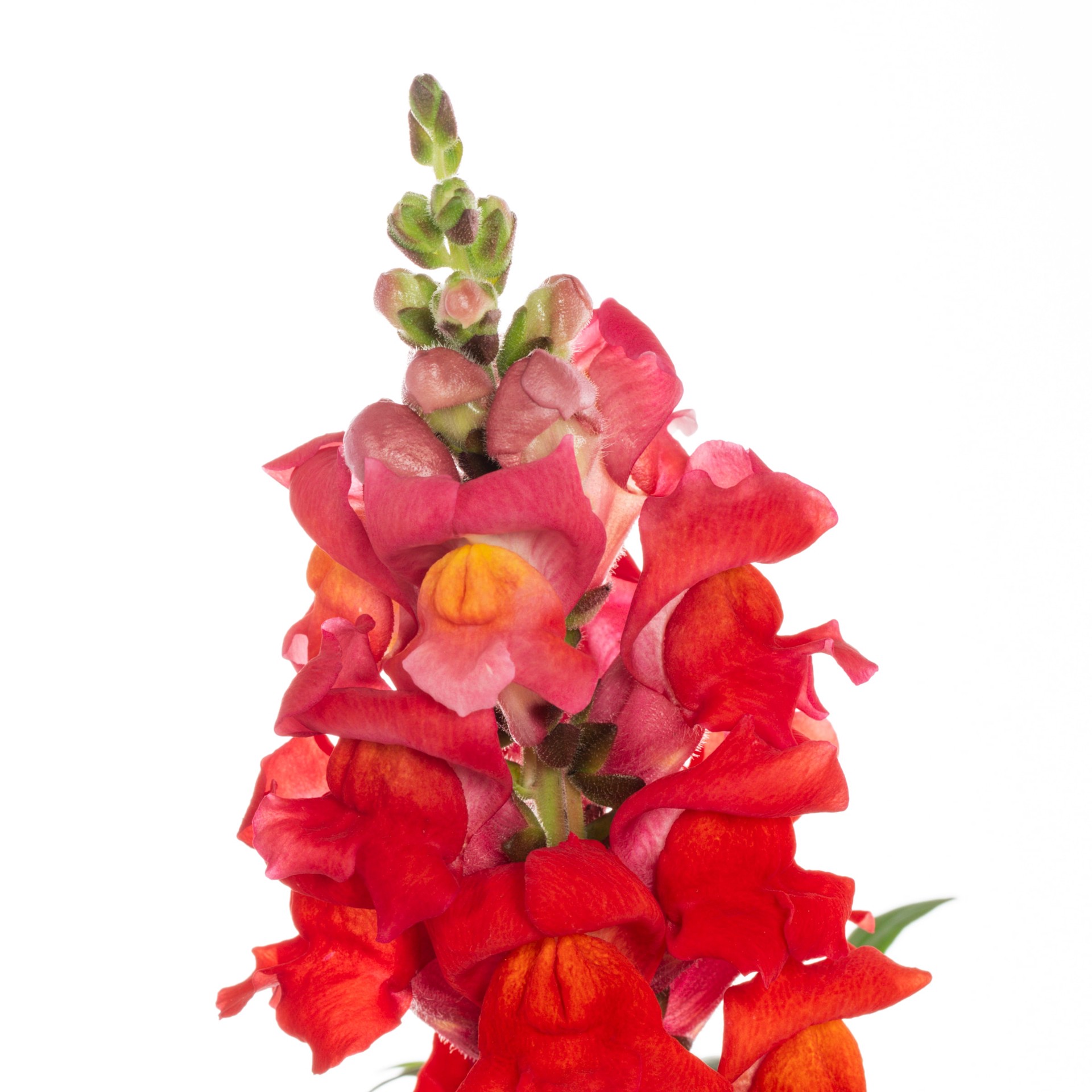 slide 2 of 5, Lowe's Multicolor Snapdragon in 1.5 Gallon(s) Hanging basket 1 -Pack, 1 ct