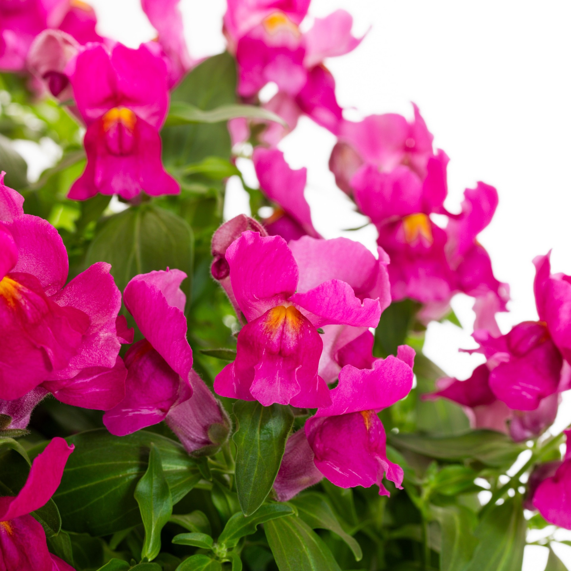 slide 4 of 5, Lowe's Multicolor Snapdragon in 1.5 Gallon(s) Hanging basket 1 -Pack, 1 ct