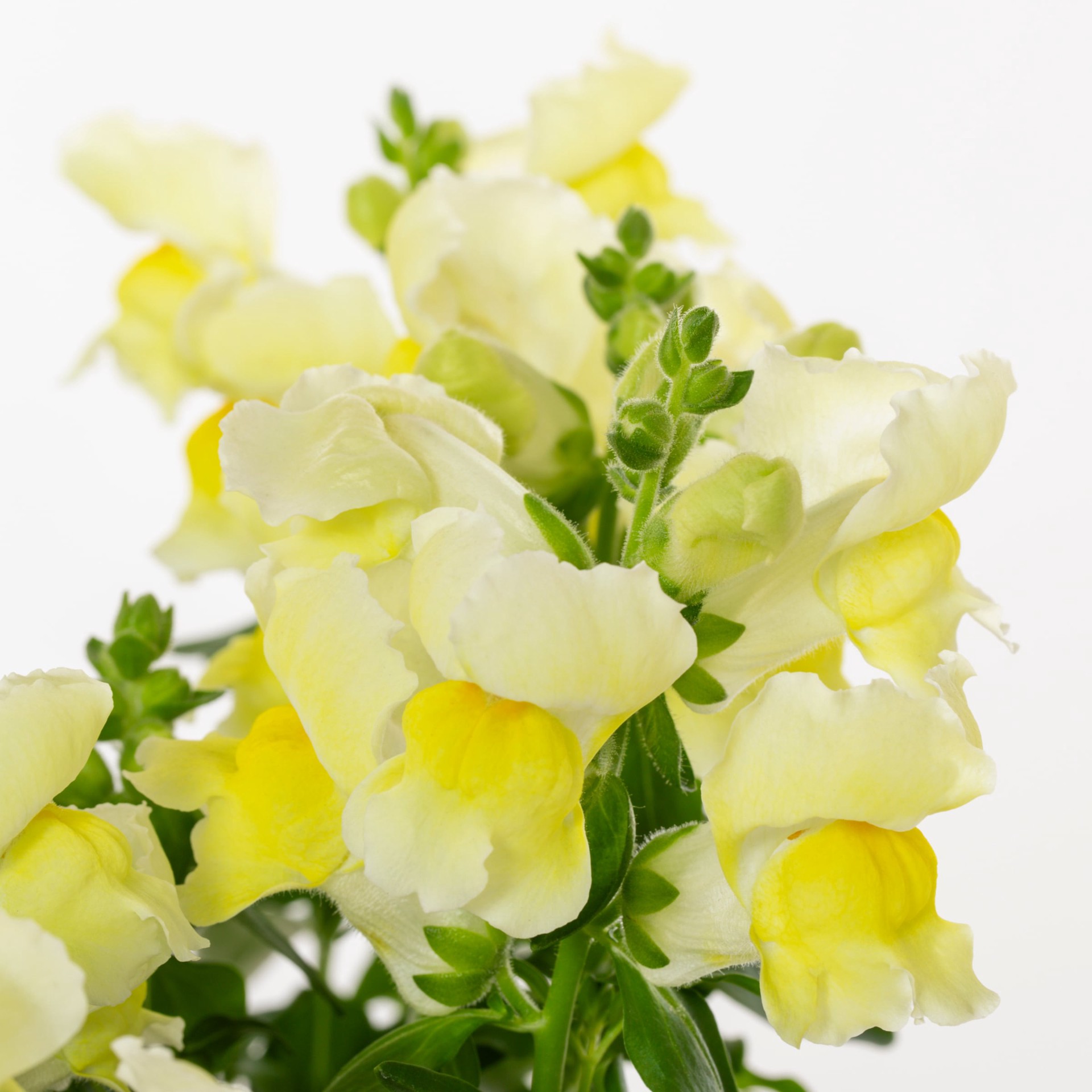 slide 5 of 5, Lowe's Multicolor Snapdragon in 1.5 Gallon(s) Hanging basket 1 -Pack, 1 ct