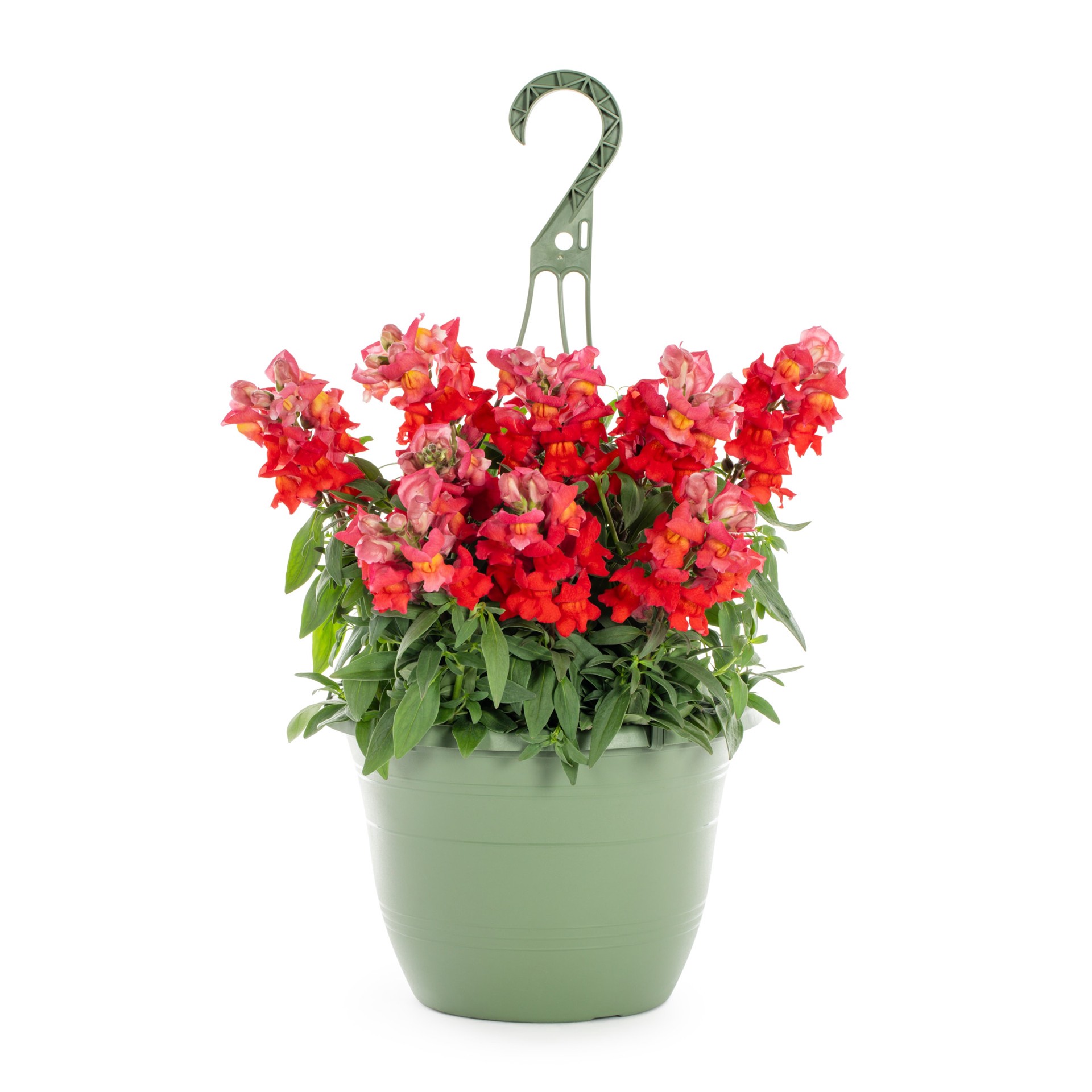 slide 1 of 5, Lowe's Multicolor Snapdragon in 1.5 Gallon(s) Hanging basket 1 -Pack, 1 ct