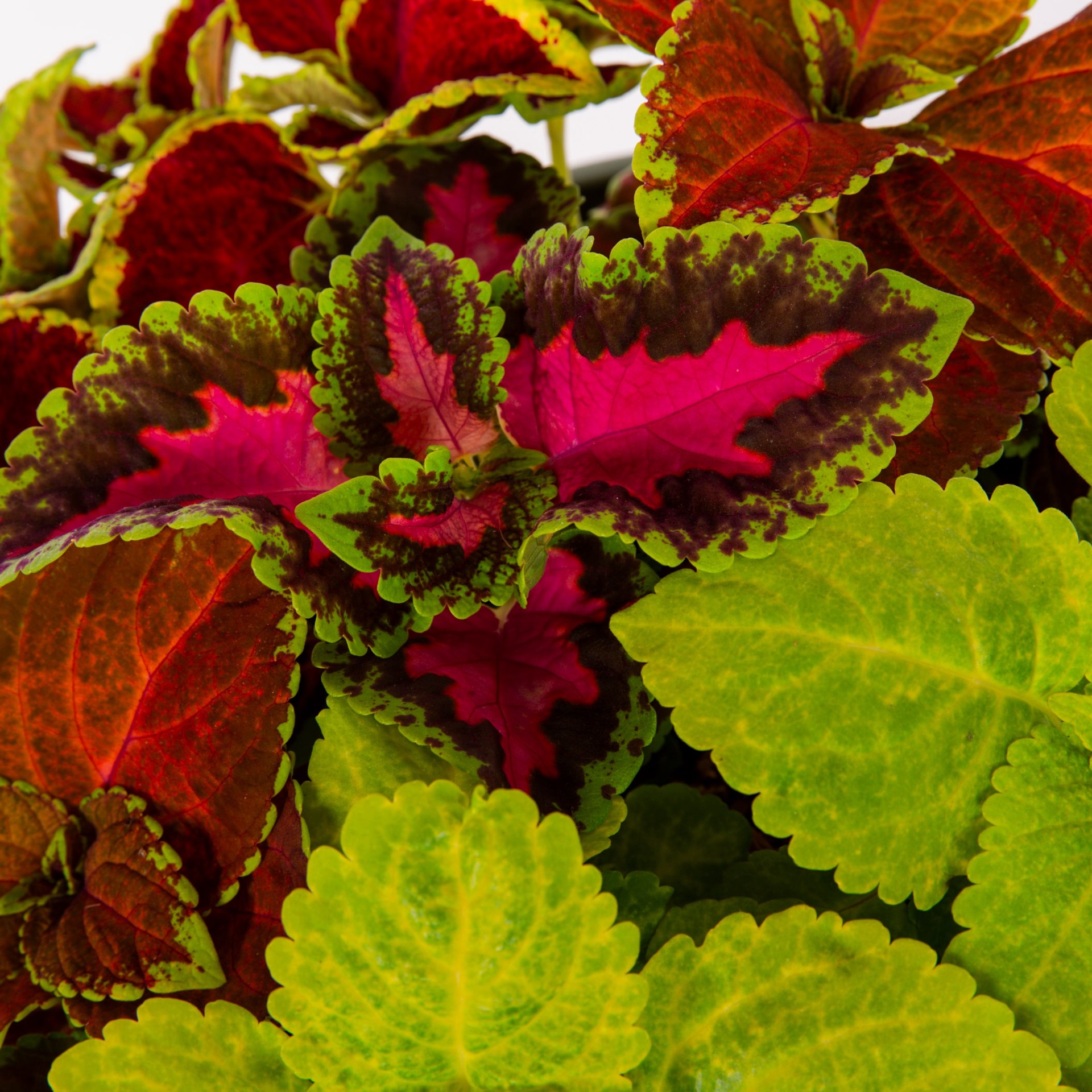 slide 2 of 5, Lowe's Coleus in 1.5 Gallon(s) Pot 1 -Pack, 1 ct