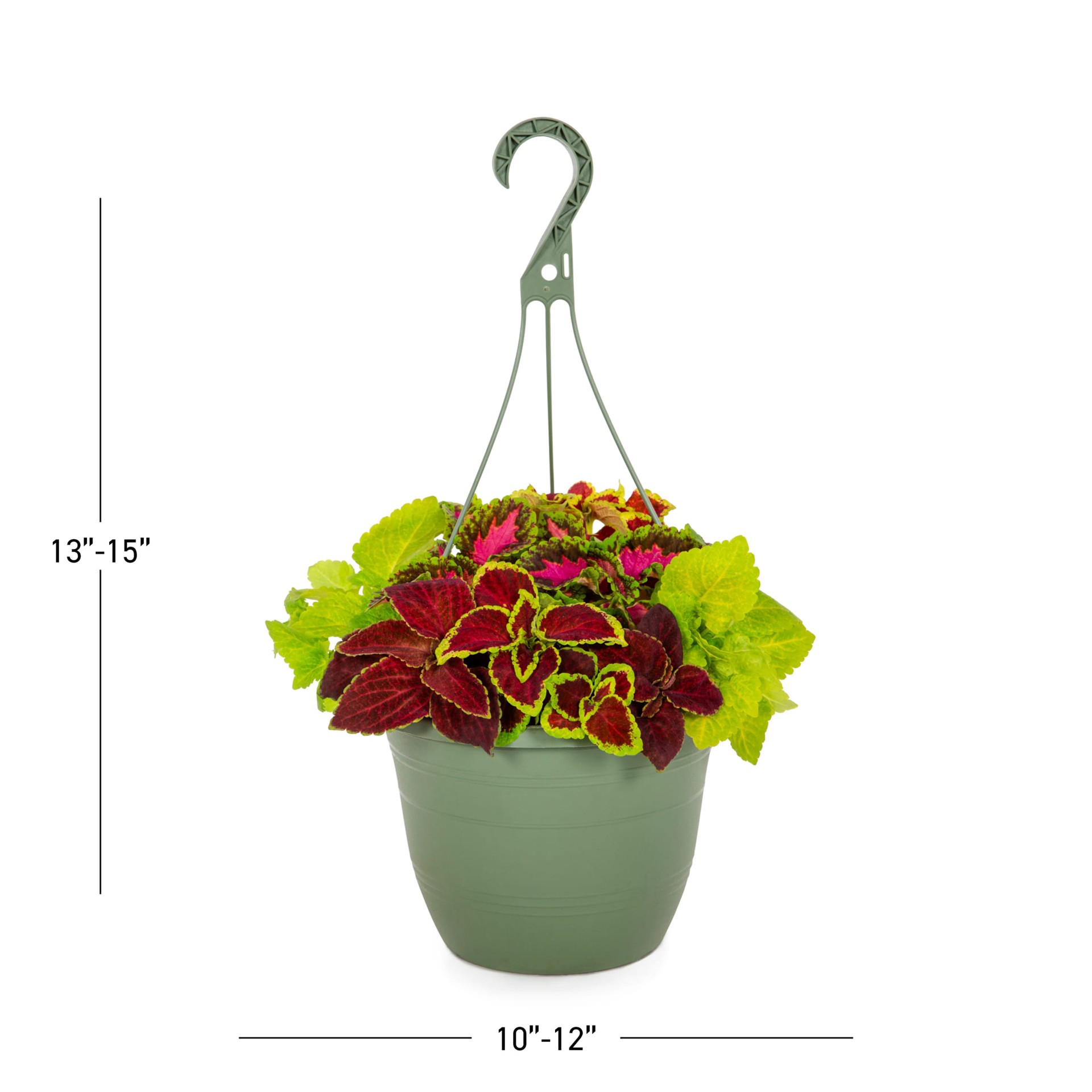 slide 3 of 5, Lowe's Coleus in 1.5 Gallon(s) Pot 1 -Pack, 1 ct