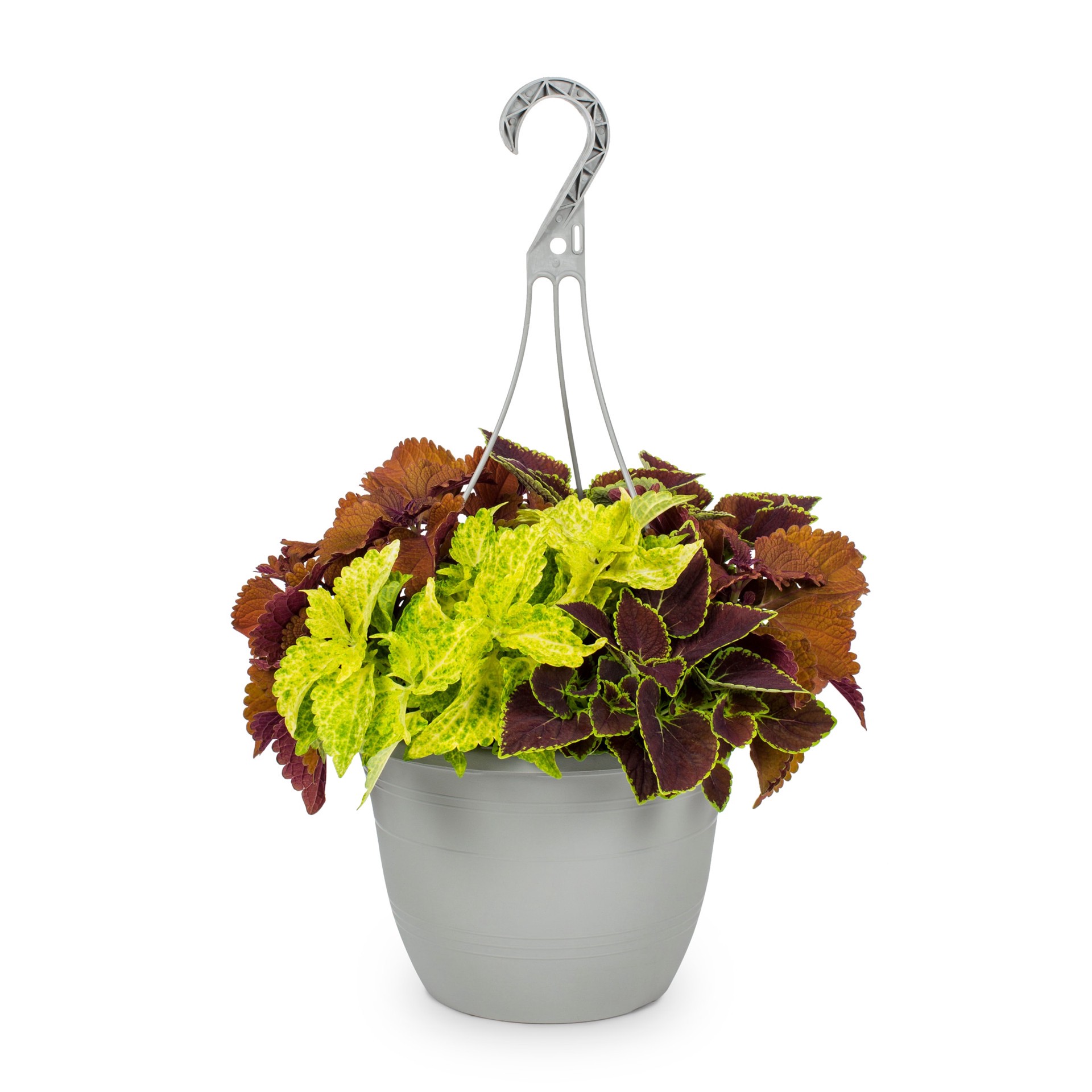slide 4 of 5, Lowe's Coleus in 1.5 Gallon(s) Pot 1 -Pack, 1 ct