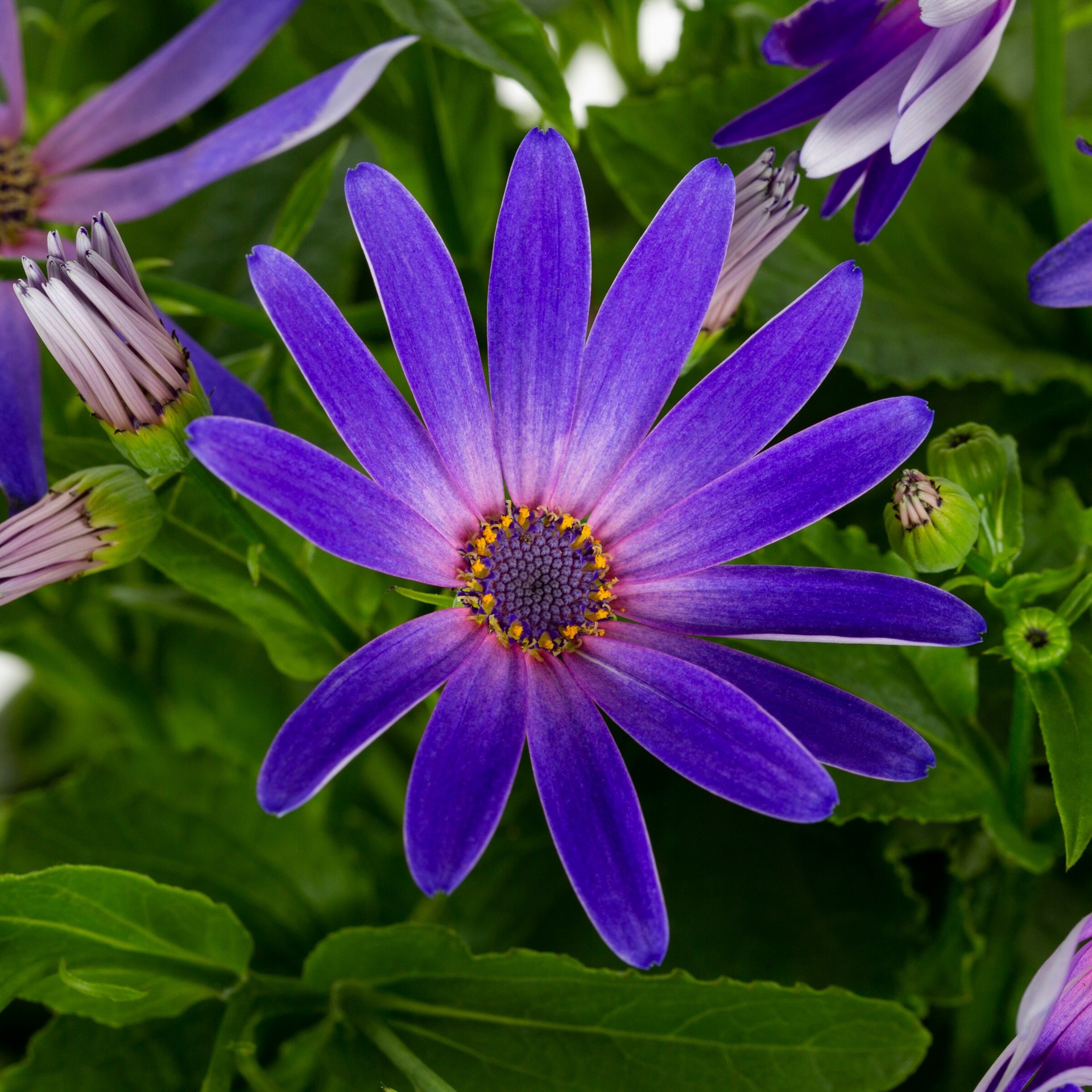 slide 2 of 5, Lowe's Multicolor Senetti Pericallis in 3 Quart(s) Planter, 1 ct