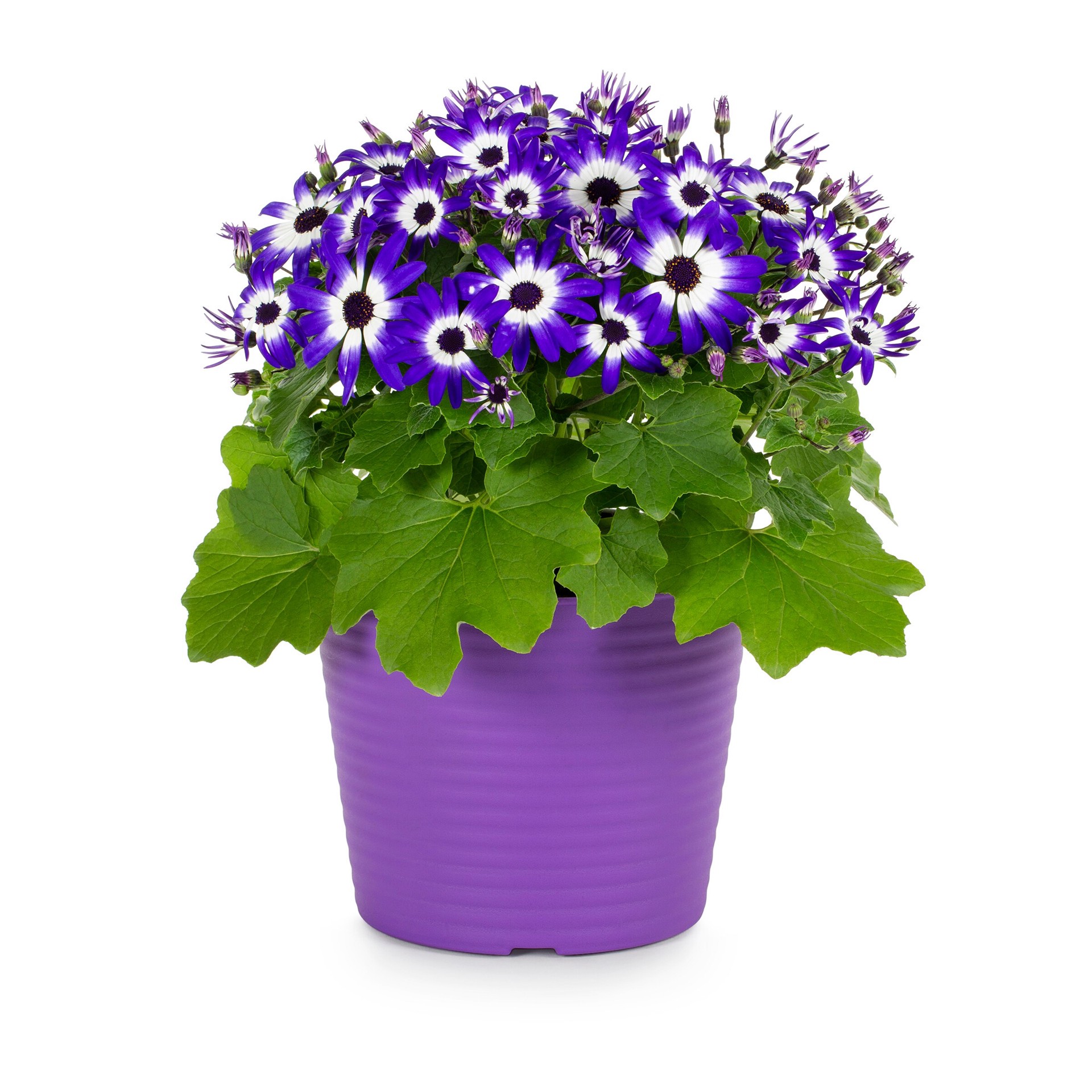 slide 3 of 5, Lowe's Multicolor Senetti Pericallis in 3 Quart(s) Planter, 1 ct