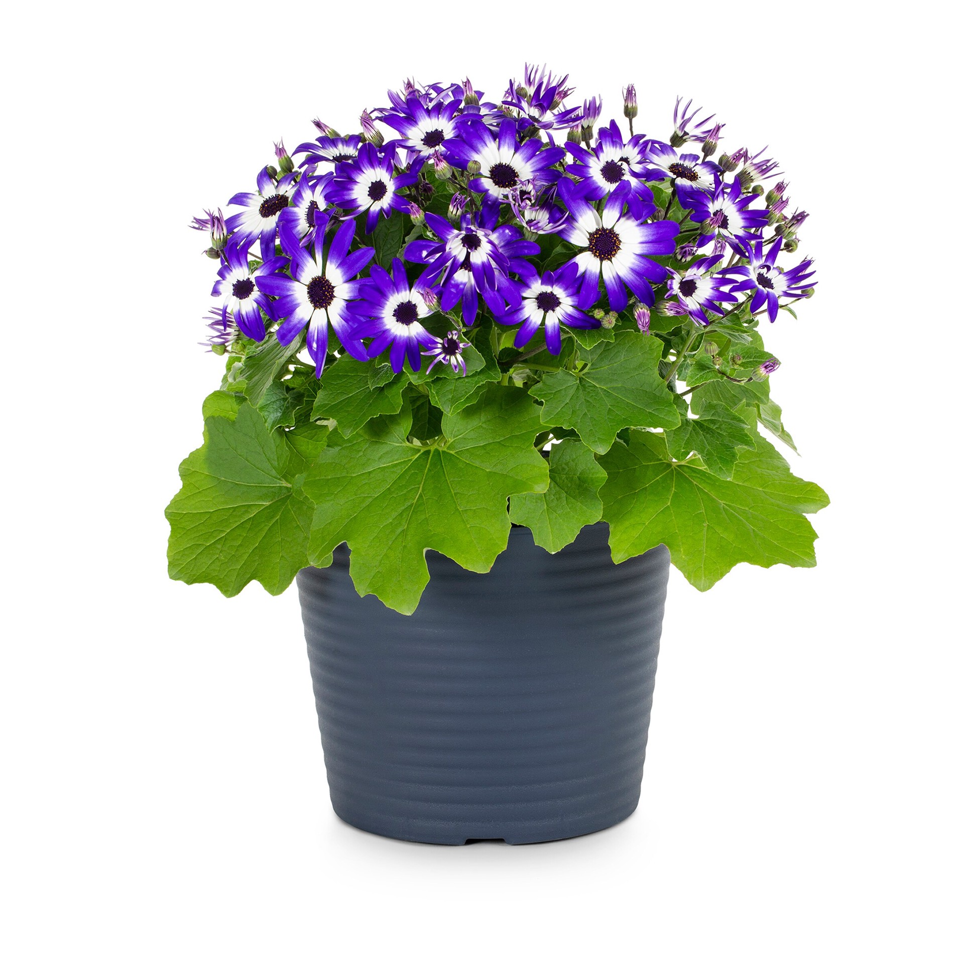 slide 4 of 5, Lowe's Multicolor Senetti Pericallis in 3 Quart(s) Planter, 1 ct