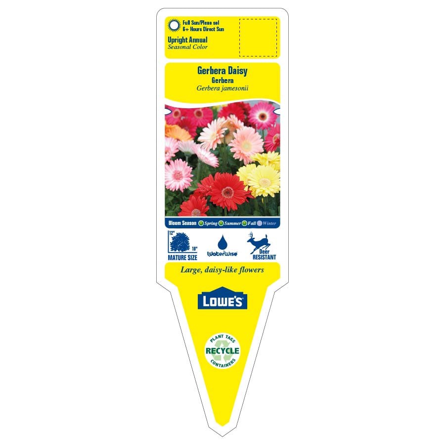 slide 2 of 6, Lowe's Multicolor Gerbera Daisy in 1.75 Gallon(s) Planter 1 -Pack, 1 ct