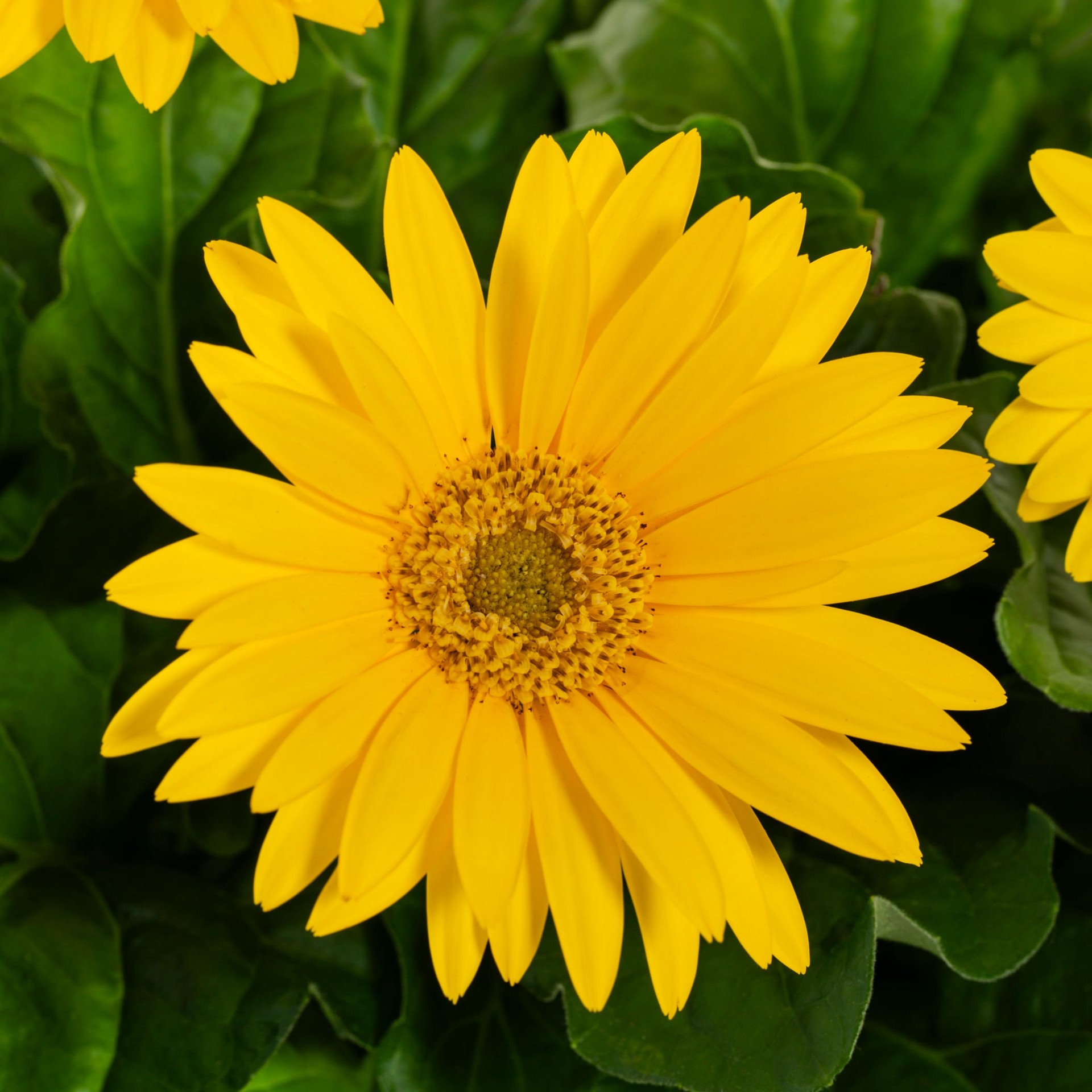 slide 4 of 6, Lowe's Multicolor Gerbera Daisy in 1.75 Gallon(s) Planter 1 -Pack, 1 ct