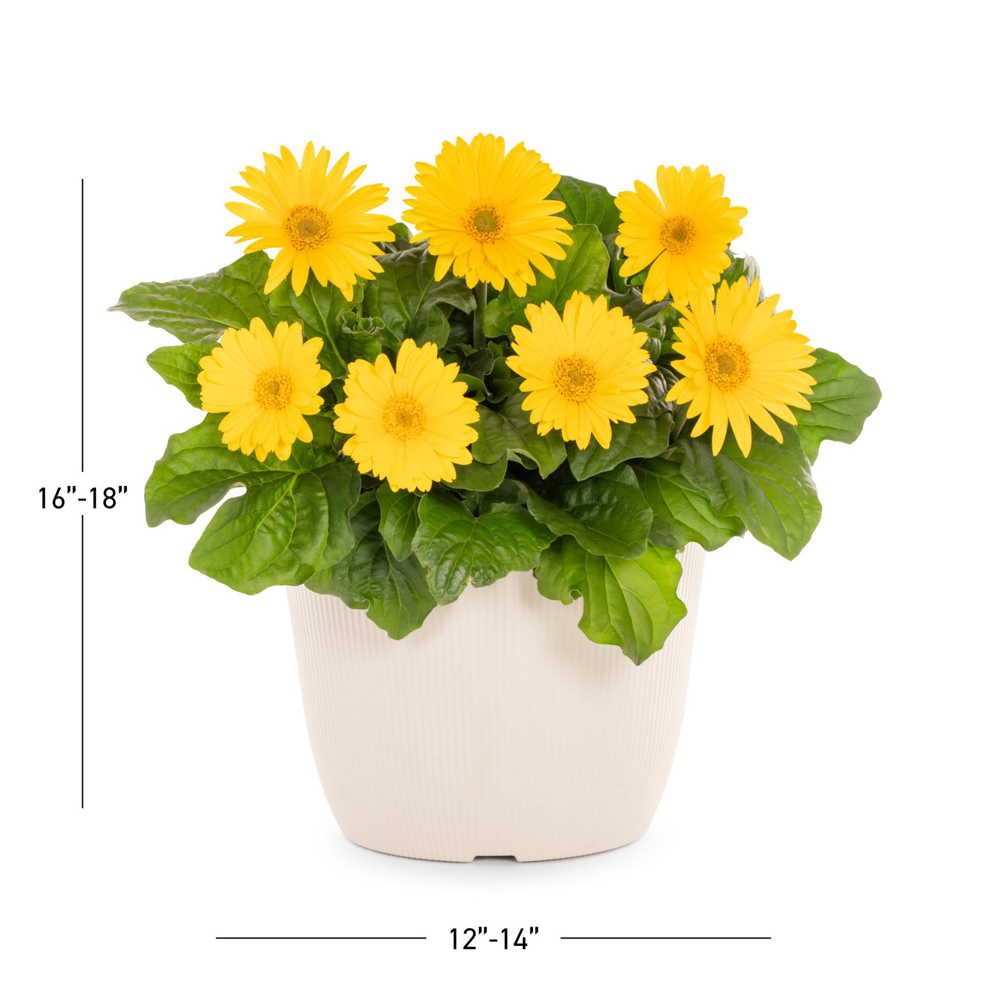 slide 5 of 6, Lowe's Multicolor Gerbera Daisy in 1.75 Gallon(s) Planter 1 -Pack, 1 ct