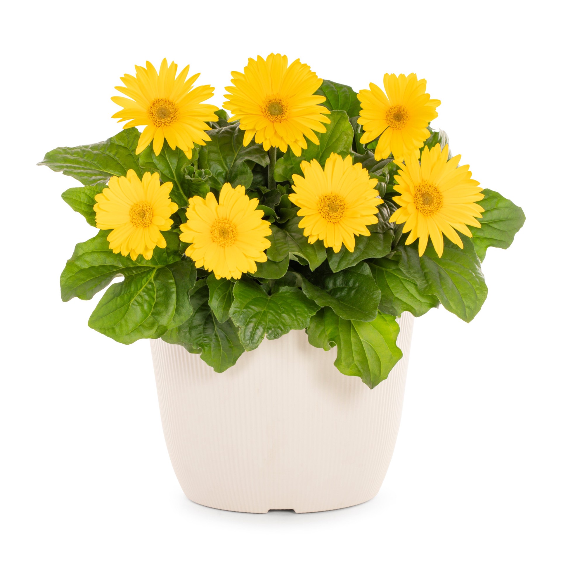 slide 1 of 6, Lowe's Multicolor Gerbera Daisy in 1.75 Gallon(s) Planter 1 -Pack, 1 ct
