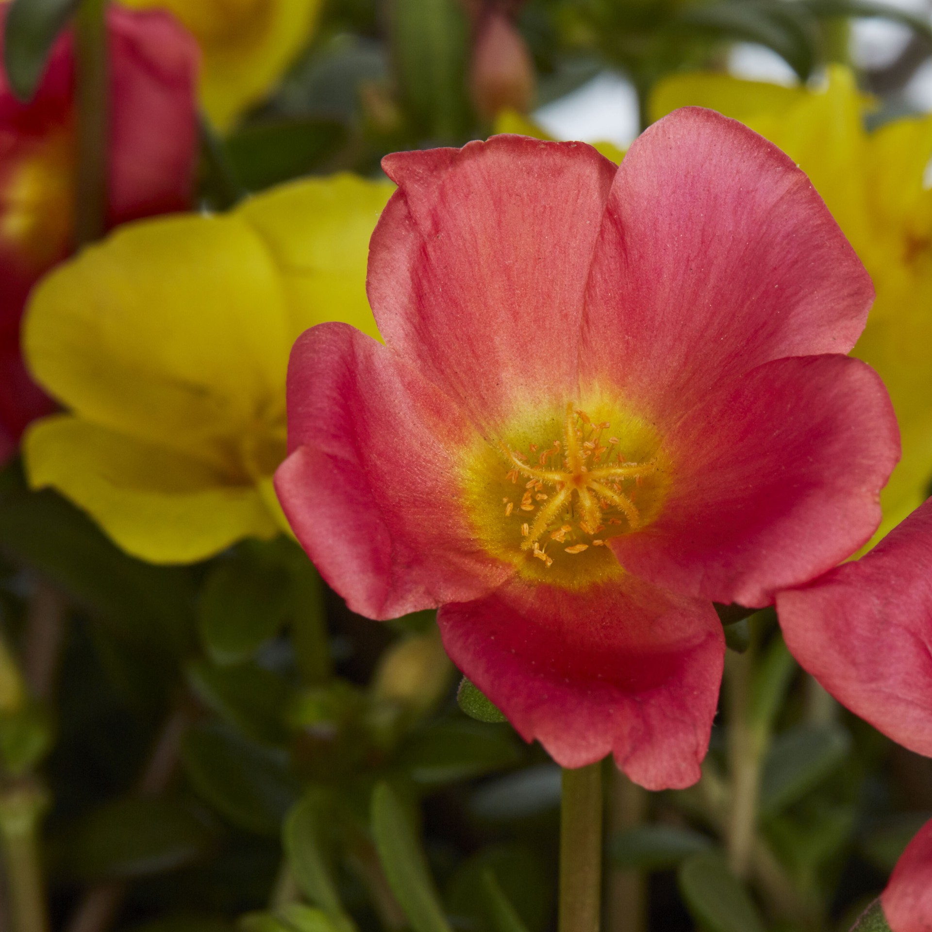 slide 2 of 4, Lowe's Multicolor Purslane, Moss Rose in 1.5 Gallon(s) Hanging basket 1 -Pack, 1 ct