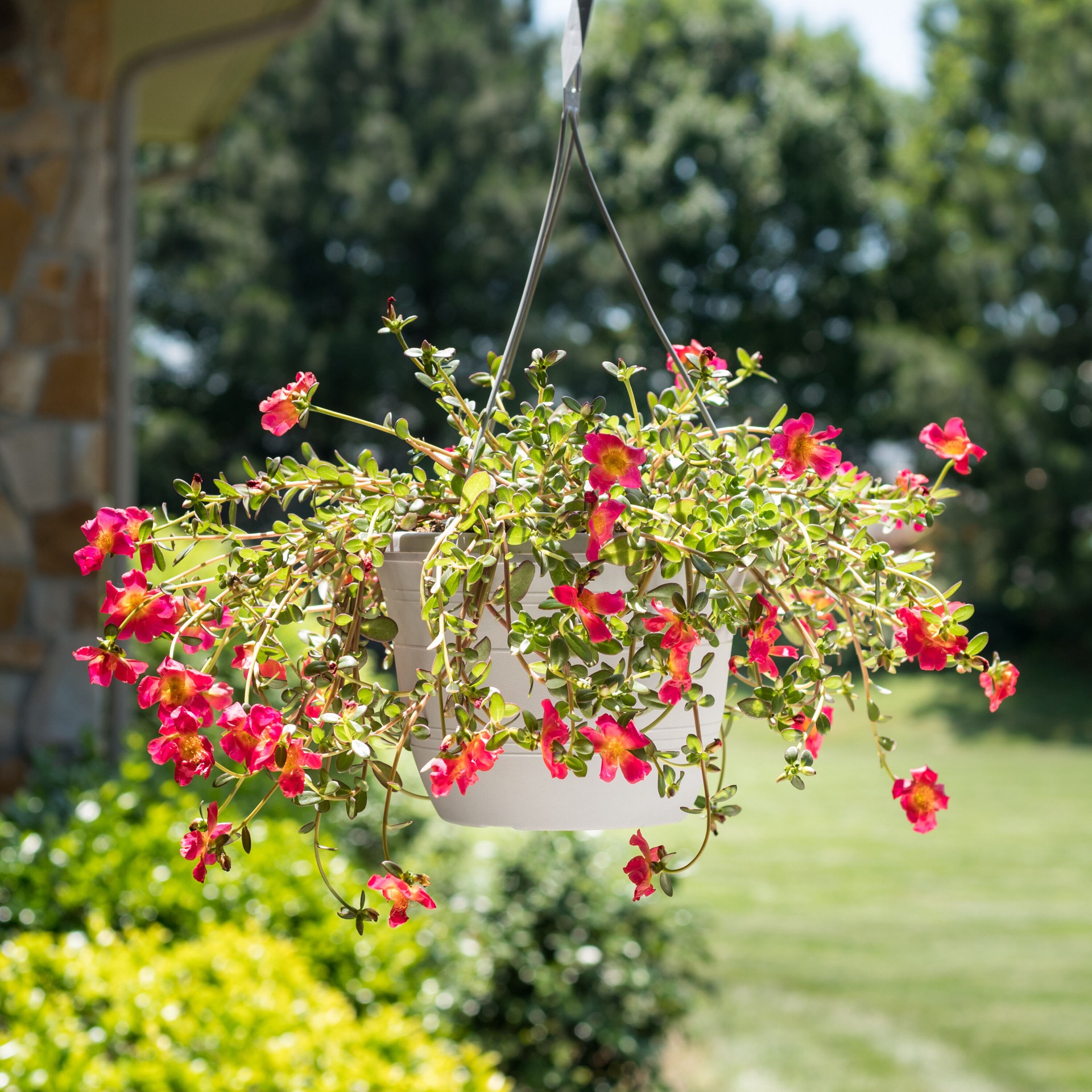 slide 3 of 4, Lowe's Multicolor Purslane, Moss Rose in 1.5 Gallon(s) Hanging basket 1 -Pack, 1 ct
