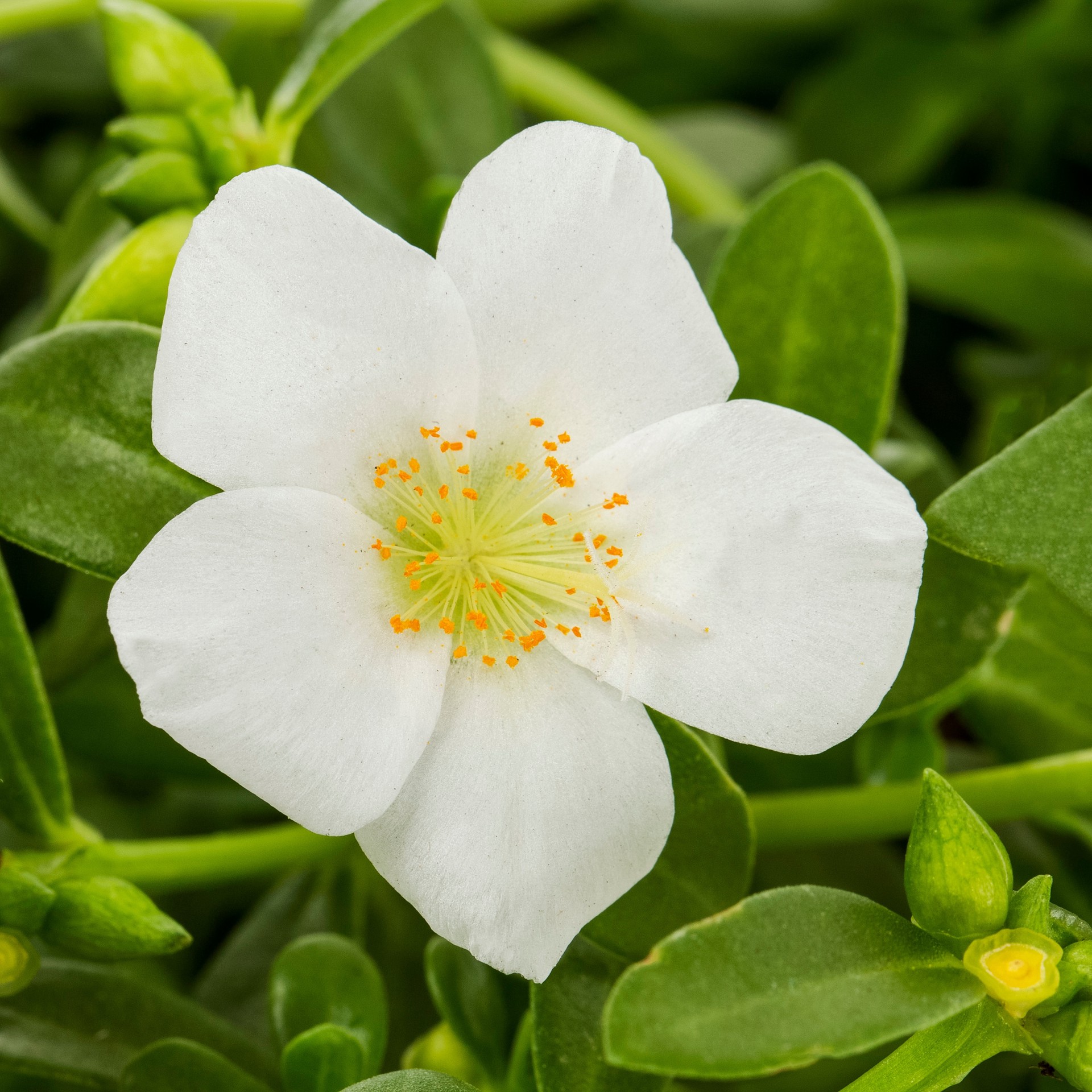 slide 4 of 4, Lowe's Multicolor Purslane, Moss Rose in 1.5 Gallon(s) Hanging basket 1 -Pack, 1 ct