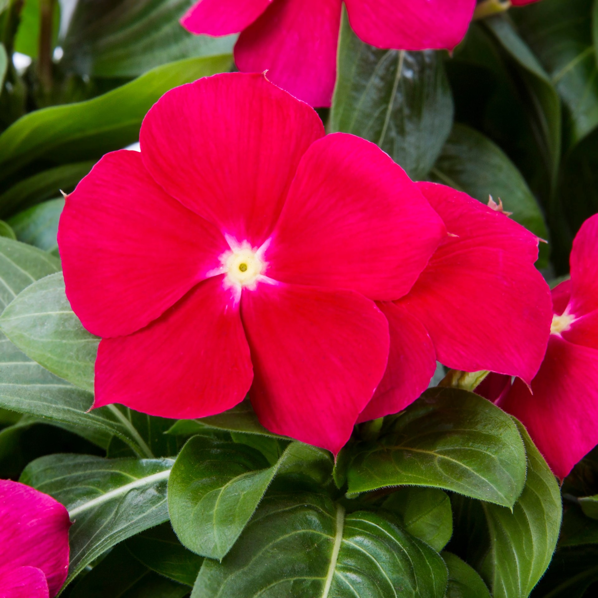 slide 2 of 5, Lowe's Multicolor Vinca in 12 -Pack Tray, 1 ct