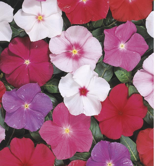 slide 1 of 5, Lowe's Multicolor Vinca in 12 -Pack Tray, 1 ct