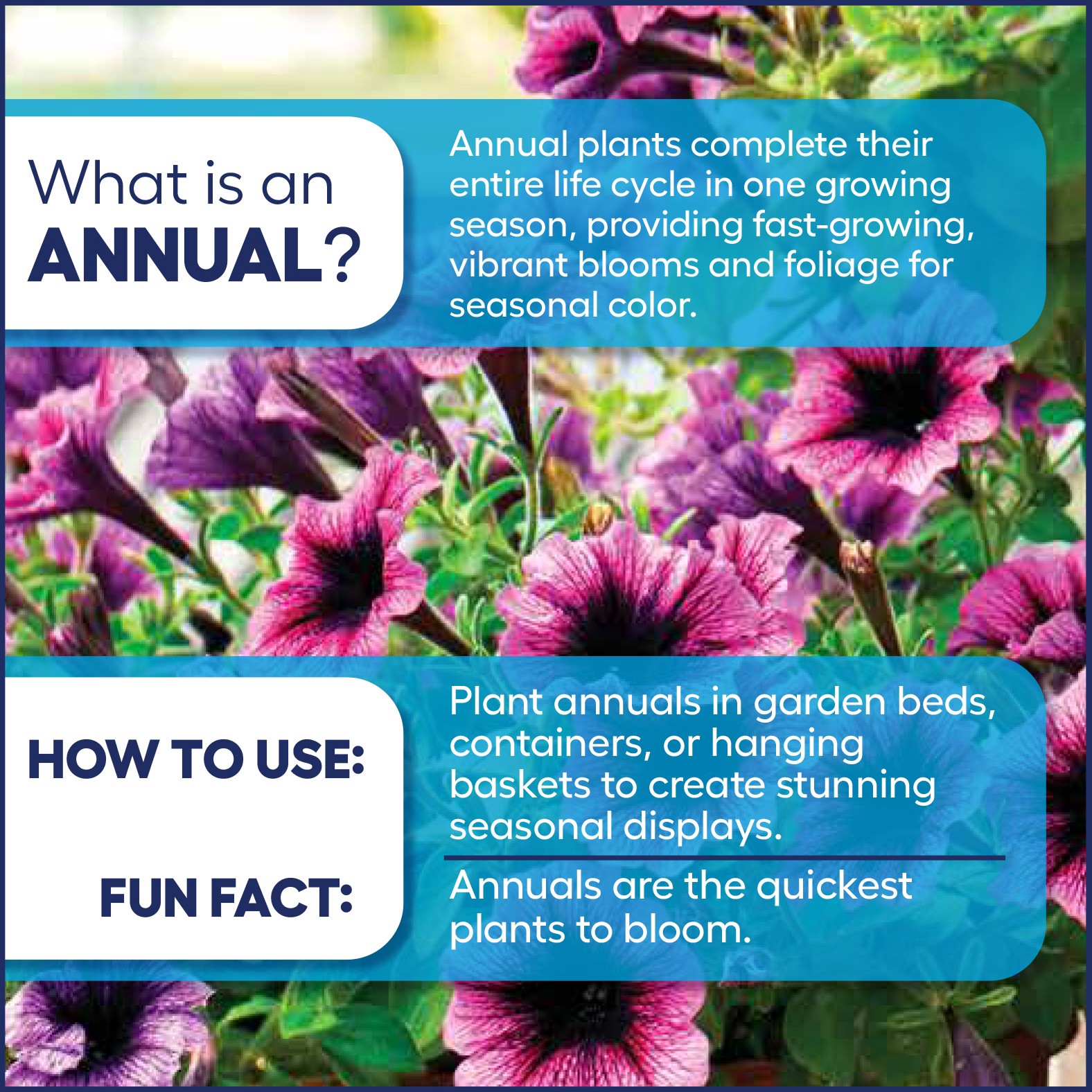 slide 3 of 5, Lowe's Multicolor Vinca in 12 -Pack Tray, 1 ct