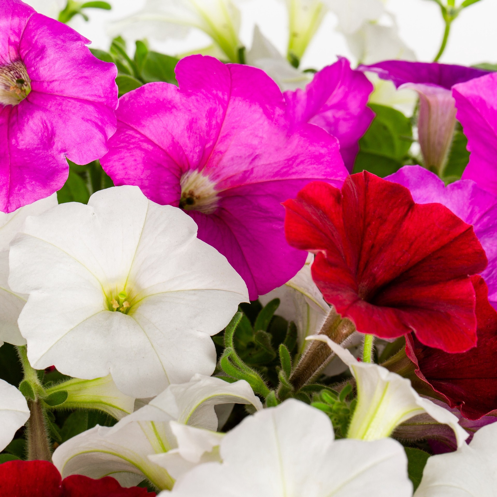 slide 2 of 4, Lowe's Multicolor Wave Series Petunia in 2 Quart(s) Pot 1 -Pack, 1 ct